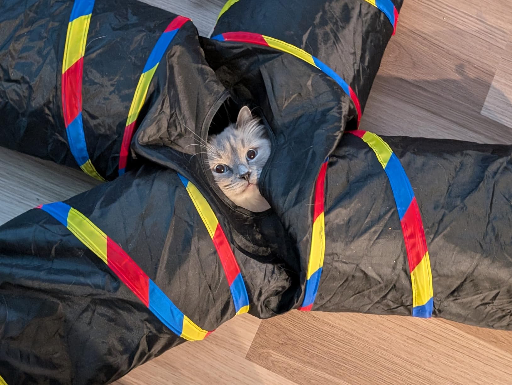 4 Way Cat Tunnels for Indoor Cats with Mouse Toy & Play Ball customer photo 1