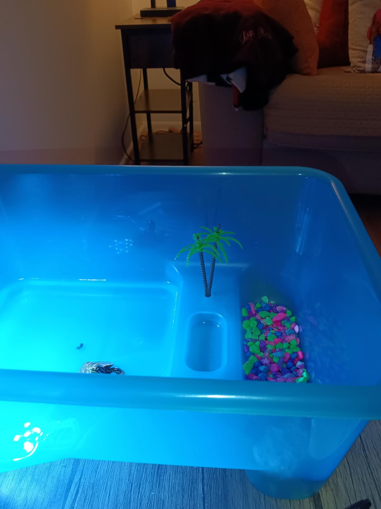 kathson Turtle Tank Aquarium, Turtle Habitat Reptile Plastic Terrarium Safe Durable, Tortoise Tank with Lid Prevent from Climbing Escaping (Small) customer photo 1