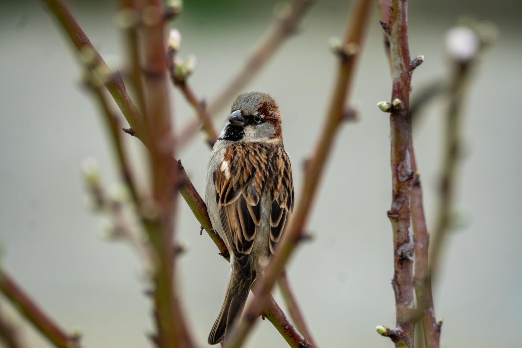 Tamron 150-500mm f/5-6.7 Di III VC VXD Lens customer photo 2