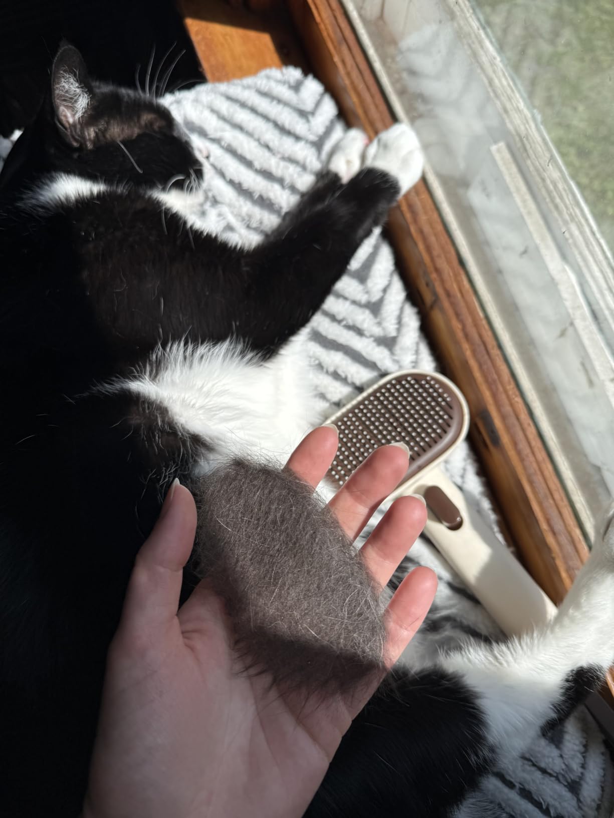 Aumuca Cat Brush for Shedding, Cat Brushes for Indoor Cats, Cat Brush for Long or Short Haired Cats, Cat Grooming Brush Cat Comb for Kitten Rabbit Massage Removes Loose Fur customer photo 1