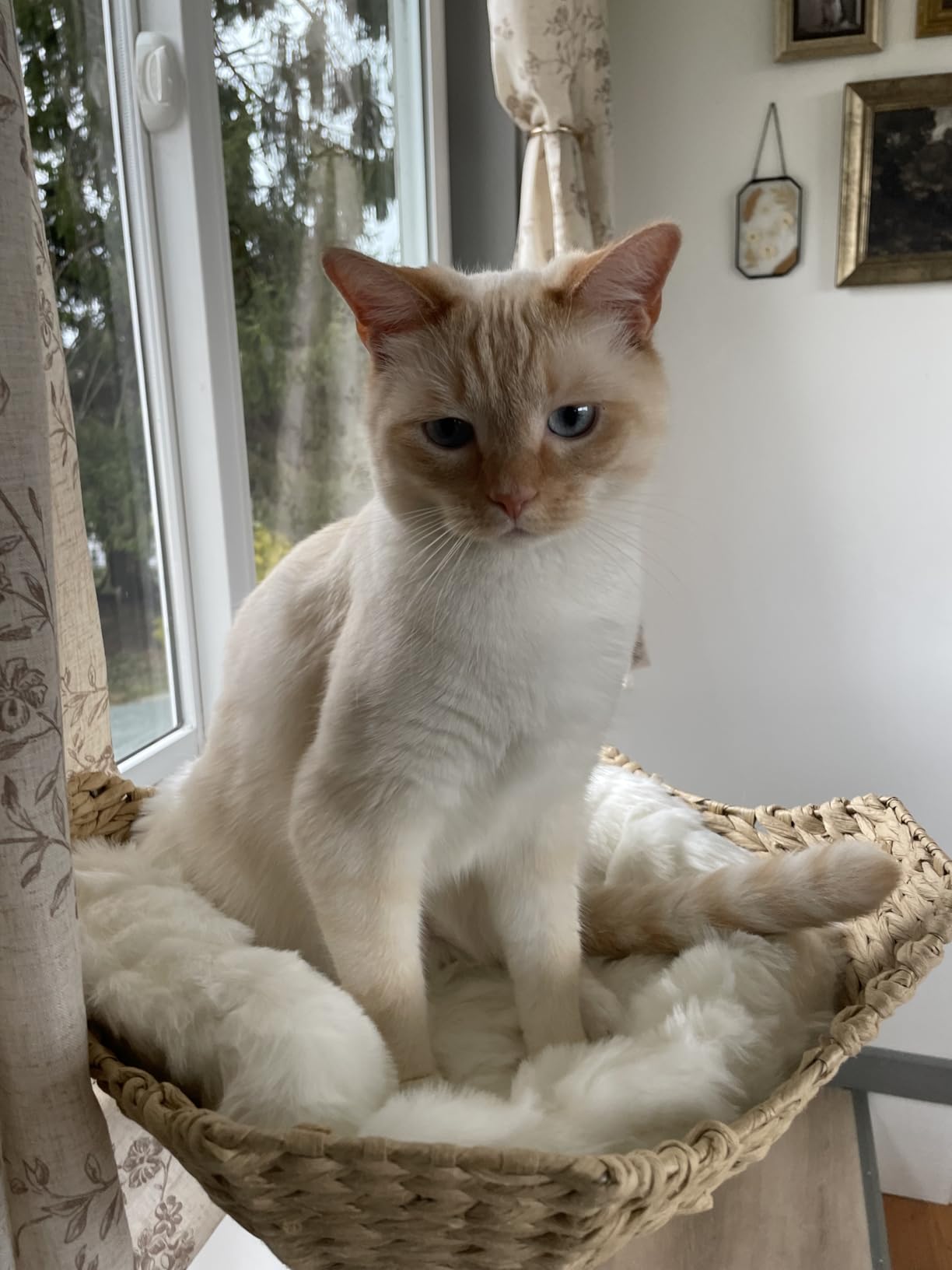 Mau - Modern Wood Cat Tree Tower with Scratching Post, Aesthetic Cat Condo customer photo 1