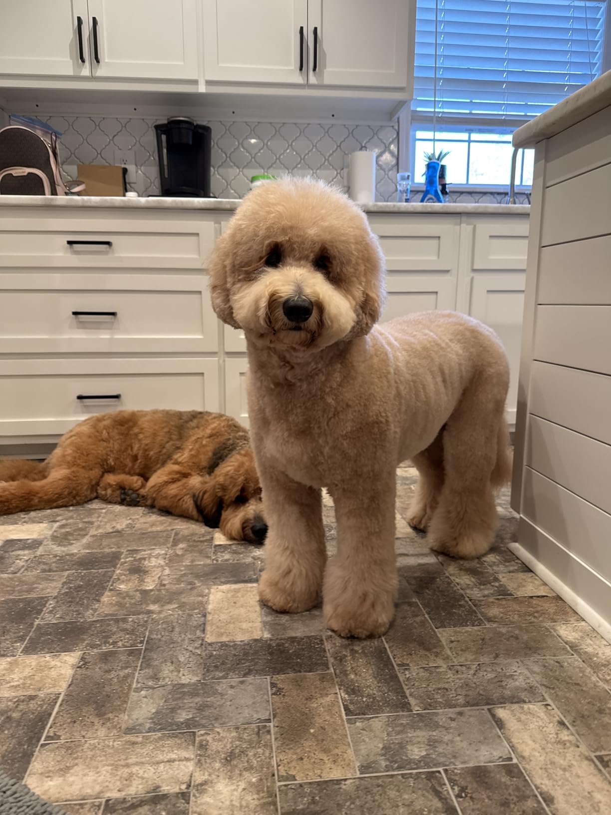 Slicker Brush for Dogs, Pet Grooming Brushes for Doodles & Poodles, Large customer photo 1