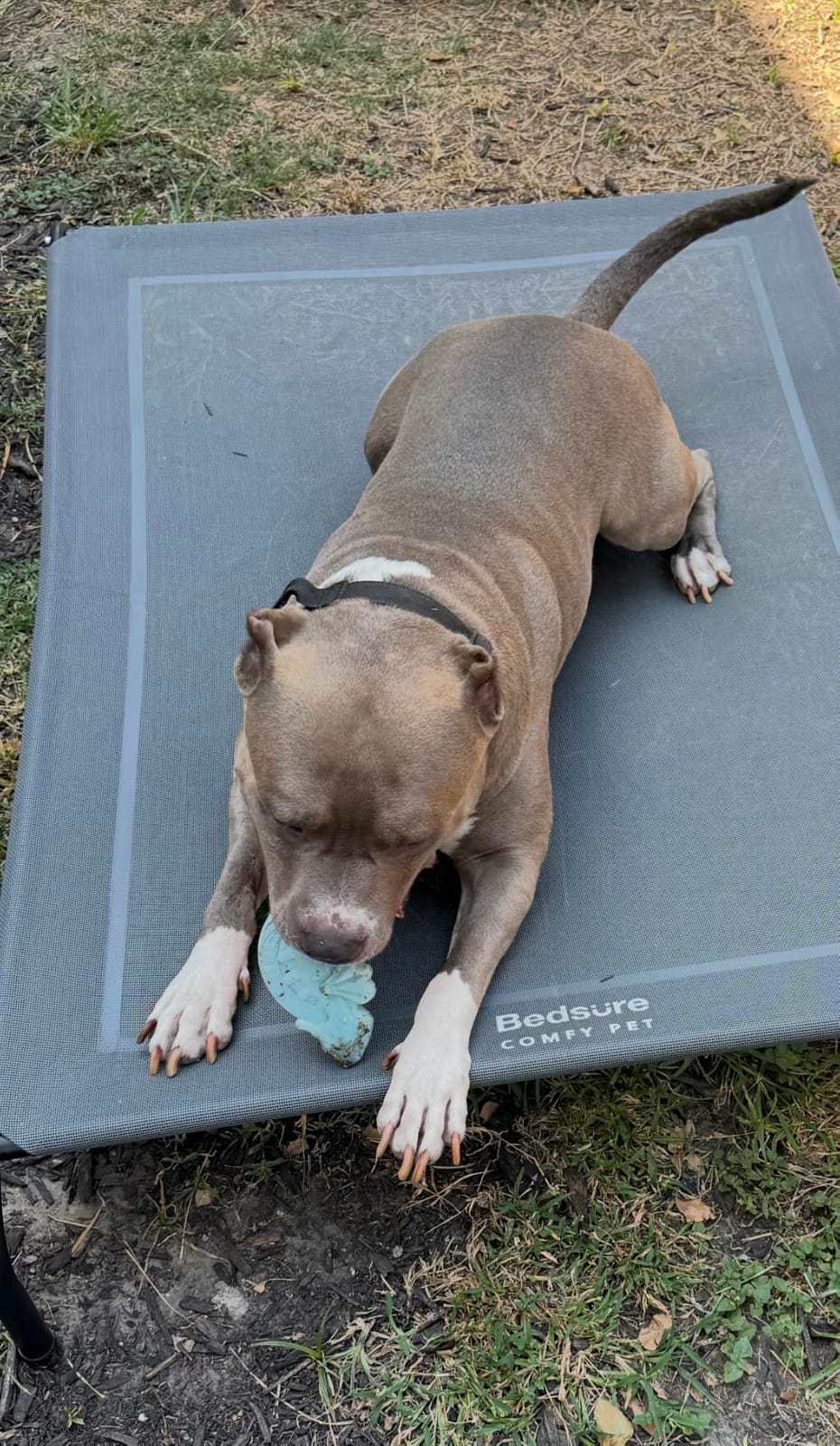 Bedsure Outdoor Elevated Cooling XL Dog Bed for Extra Large Dog, 54in Grey customer photo 2