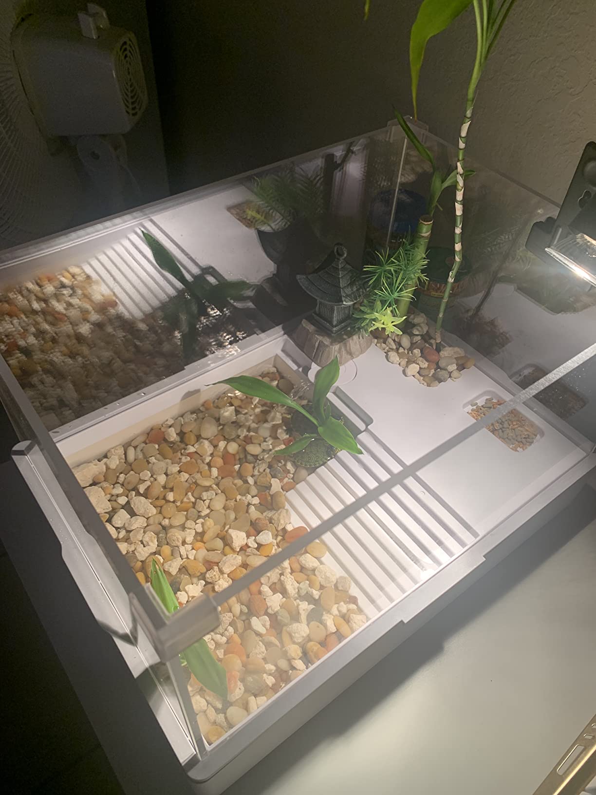 Medium Turtle Tank with Water Pump customer photo 2