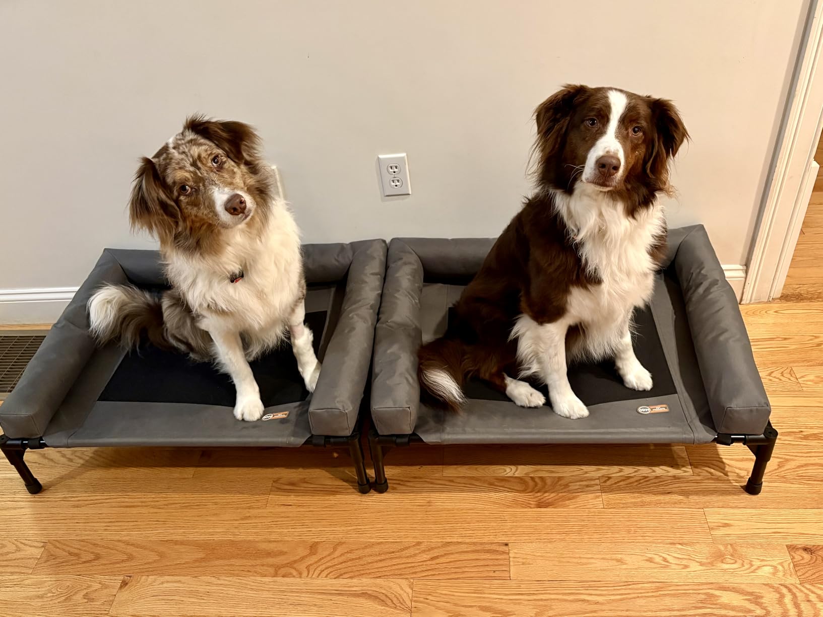 K&H Outdoor Elevated Dog Bed, Bolster Pet Cot, Medium 32x25in, Charcoal customer photo 1