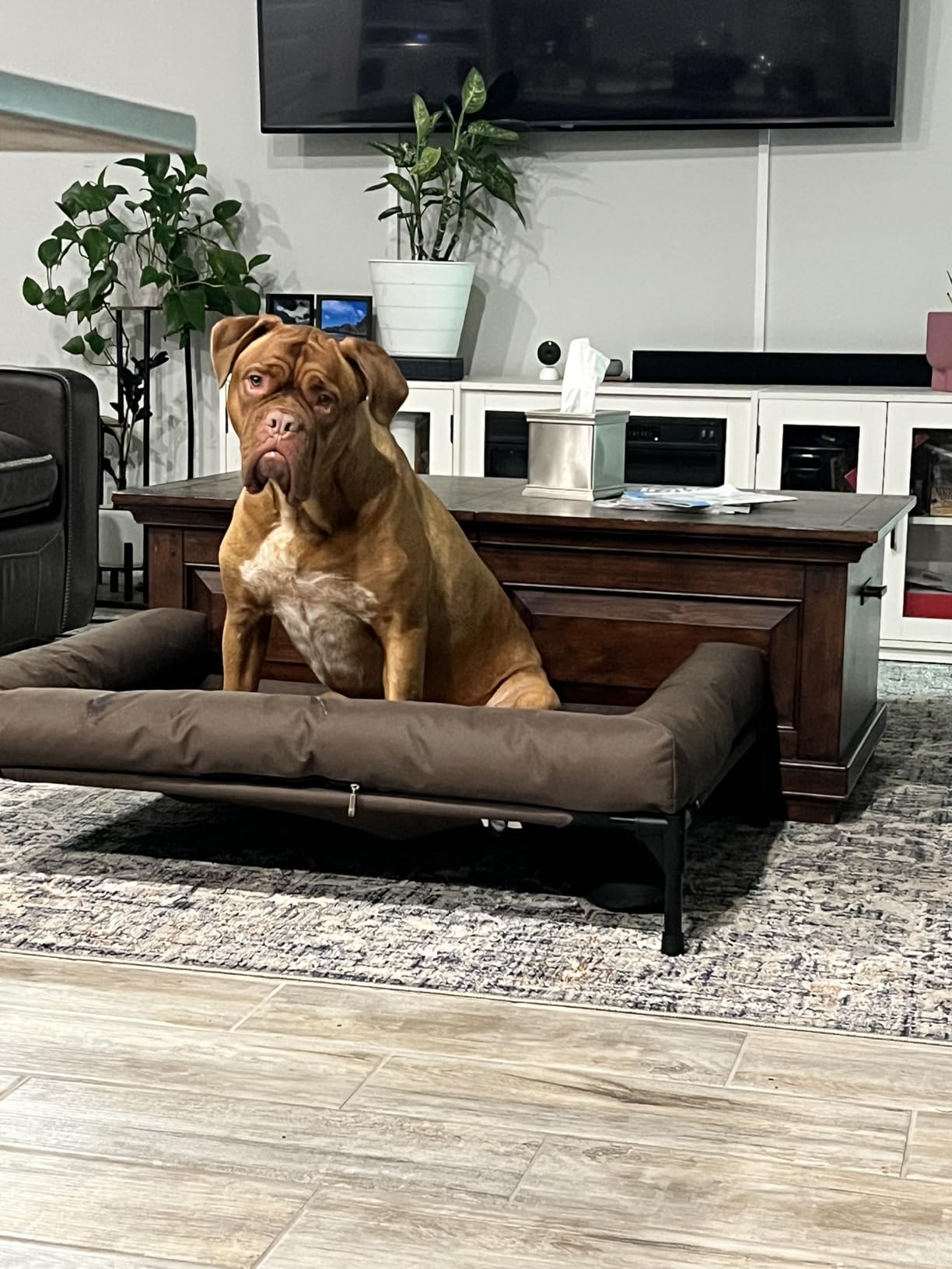 K&H Outdoor Elevated Dog Bed, Bolster Pet Cot, Medium 32x25in, Charcoal customer photo 2