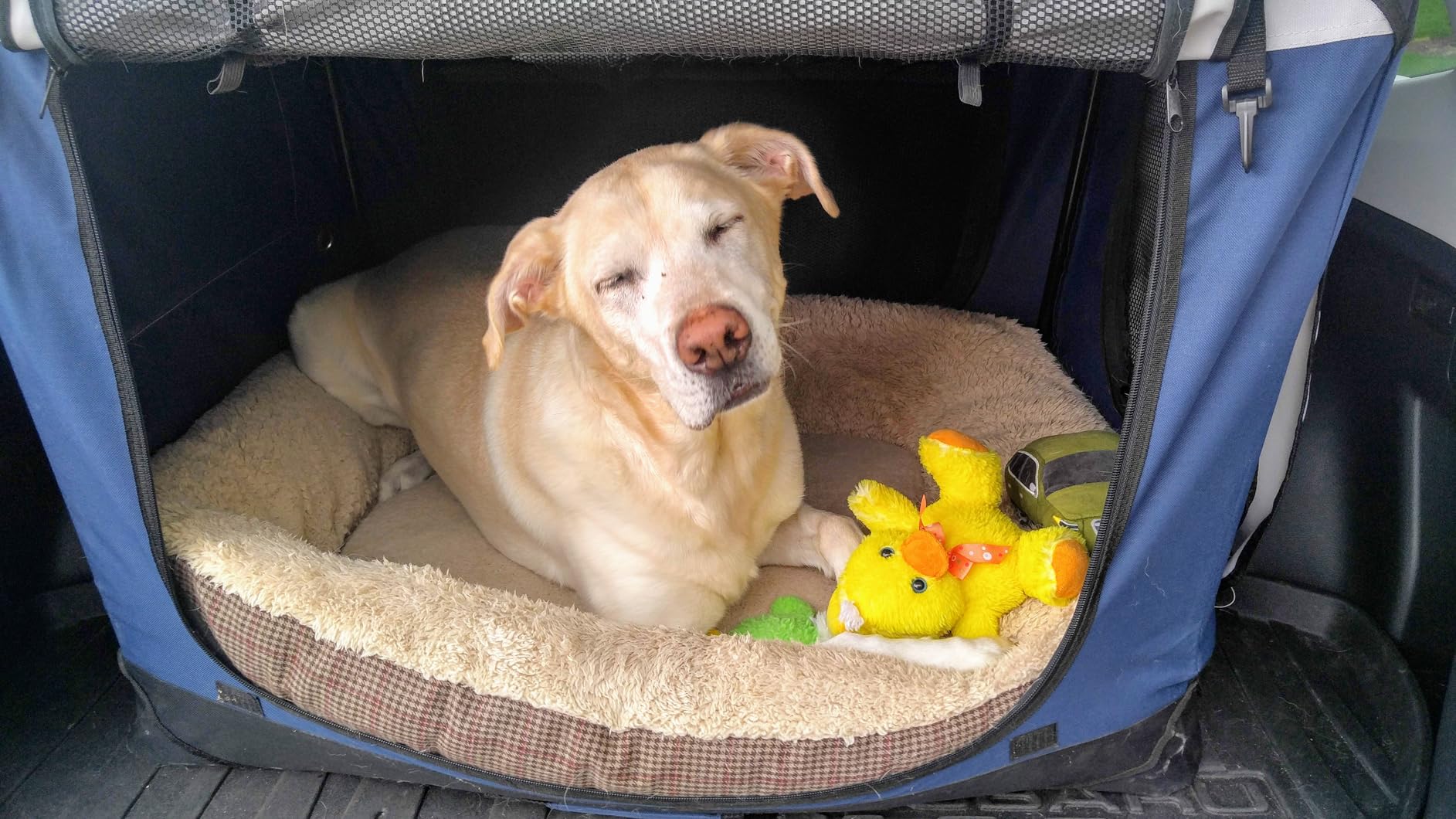 EliteField 4-Door Folding Soft Dog Crate with Curtains (2-Year Warranty) customer photo 1