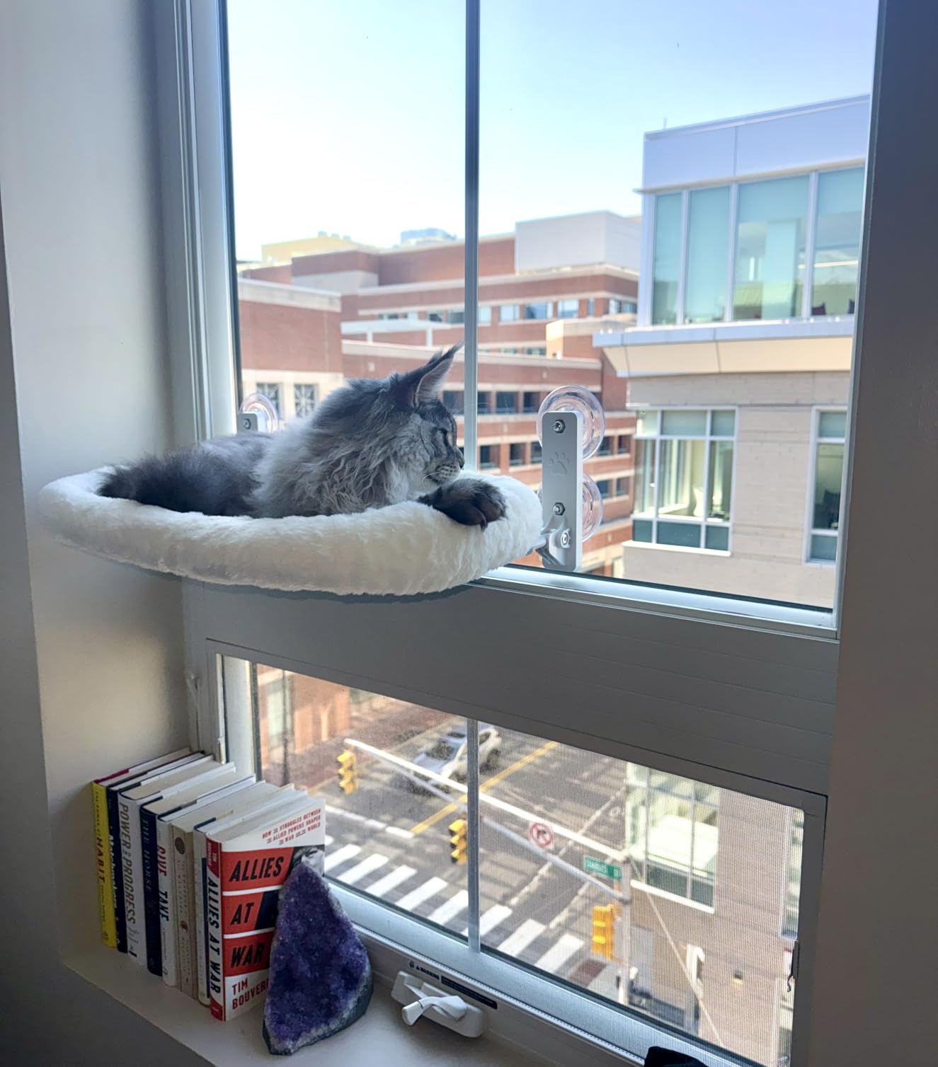 AMOSIJOY Cordless Cat Window Perch with Cushion Bed Metal Frame, L White customer photo 2