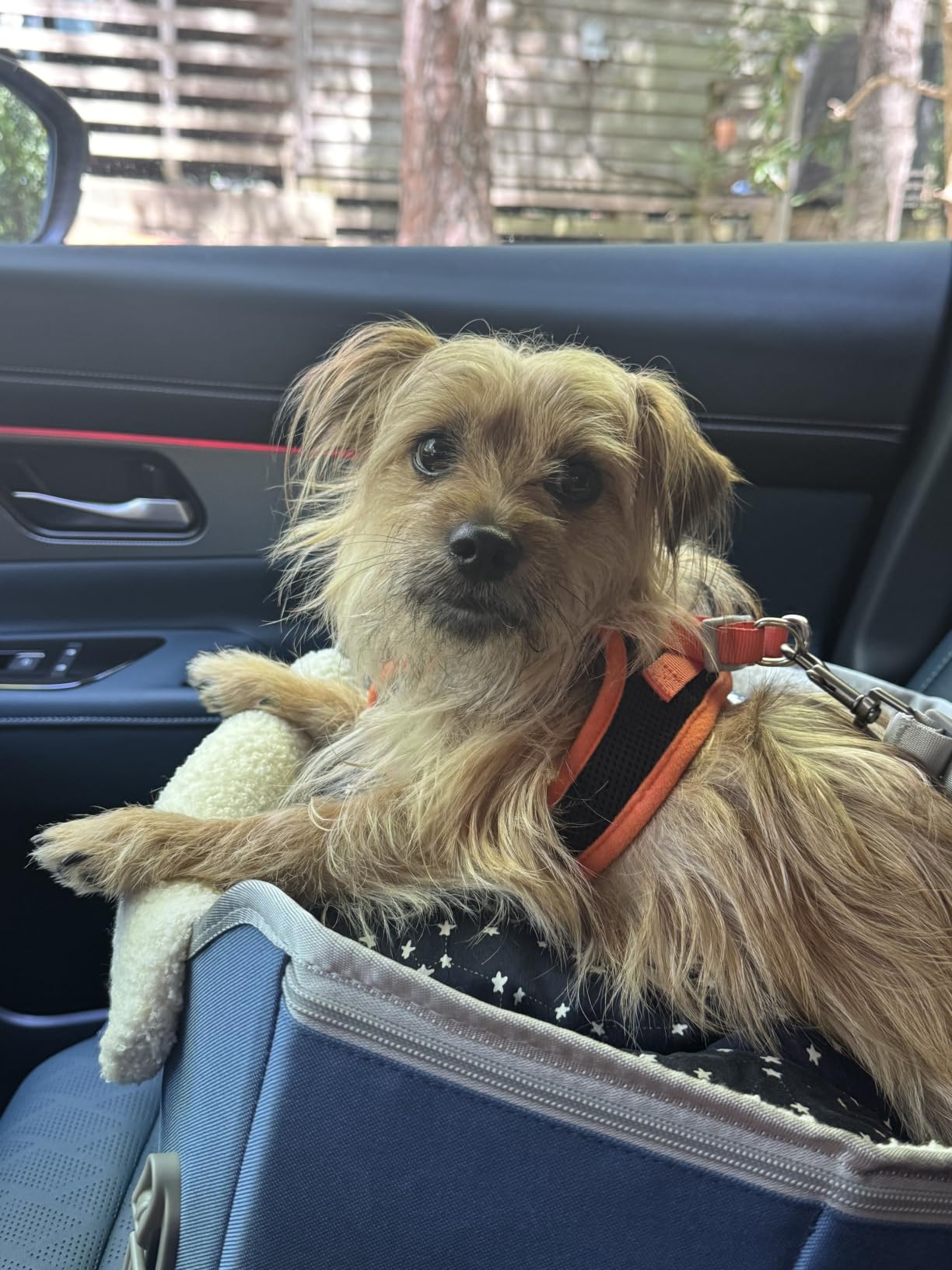 PETSFIT Dog Car Seats for Small Dogs – Patented Safety Buckles – Safety Tether – Foldable Travel Dog Booster Car Seat Reduces Anxiety & Road Trips – Stable Frame, Soft Cushion, Fits Front/Back Seat customer photo 2