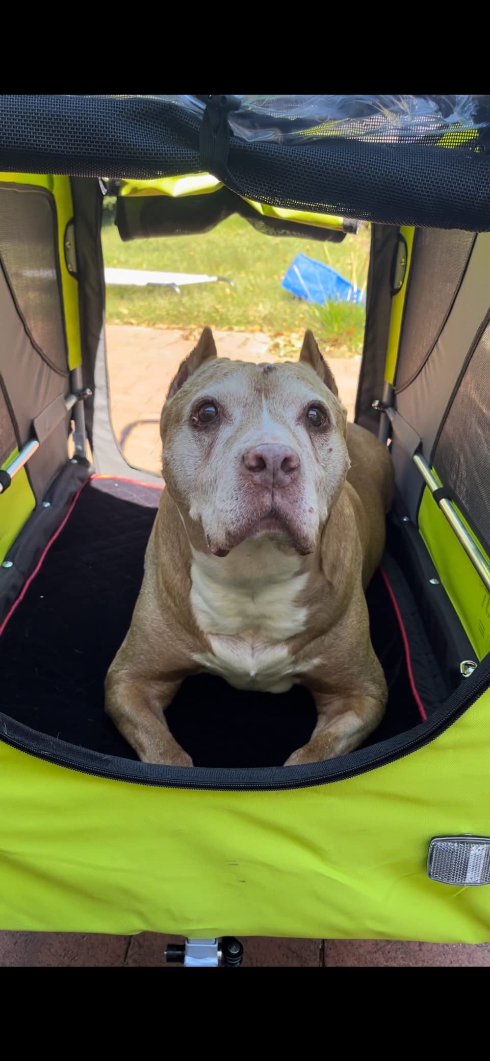 DOGGYHUT® Premium X Large Pet Bike Trailer Up to 100 lbs (Gray) customer photo 2