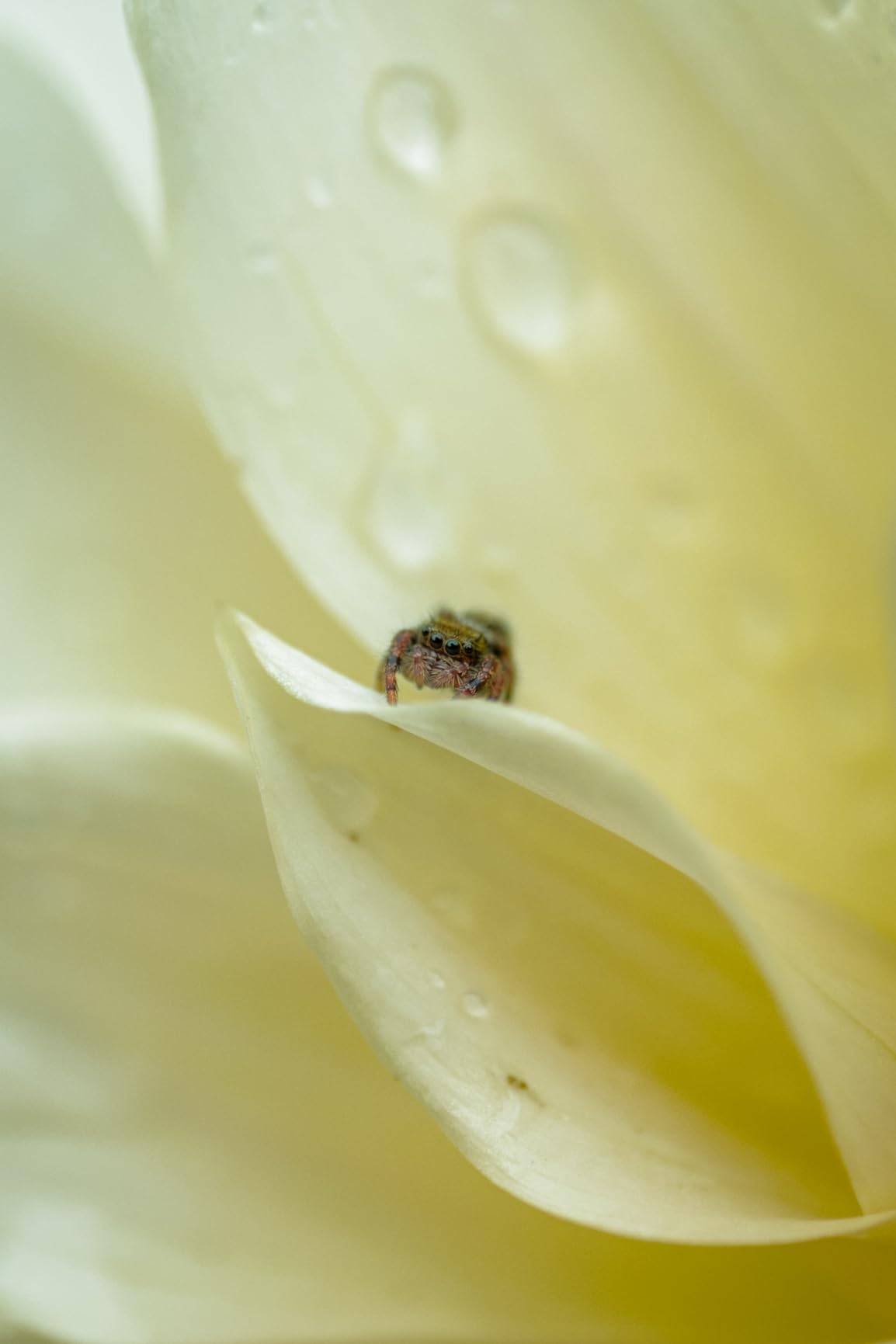 Fujifilm Fujinon XF30mmF2.8 R LM WR Macro Lens customer photo 2