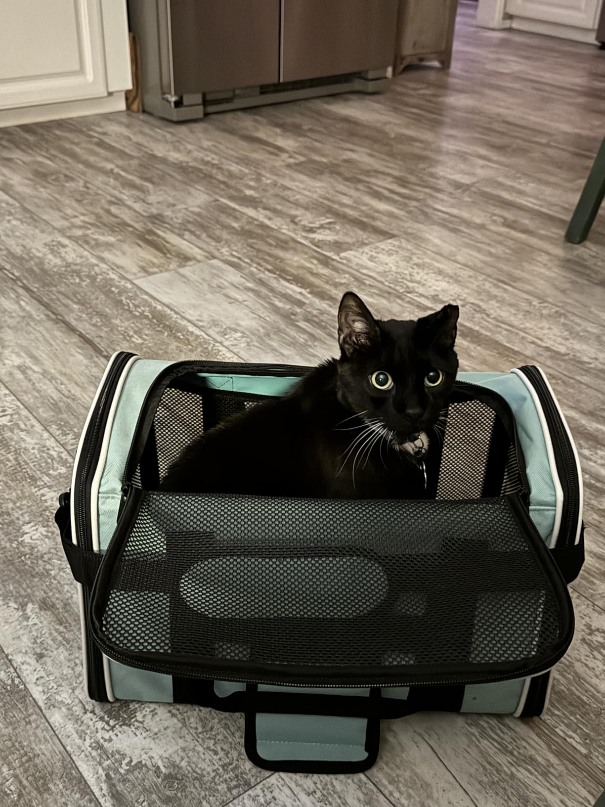 Cat Dog Carriers Soft-Sided Pet Carrier Large Cats for Medium Big Cat Small Dog Puppy up to 16lbs TSA Airline Approved Animal Collapsible Cat Carrier Carriers Travel Carrier Cat Bag (17x11x11) customer photo 1