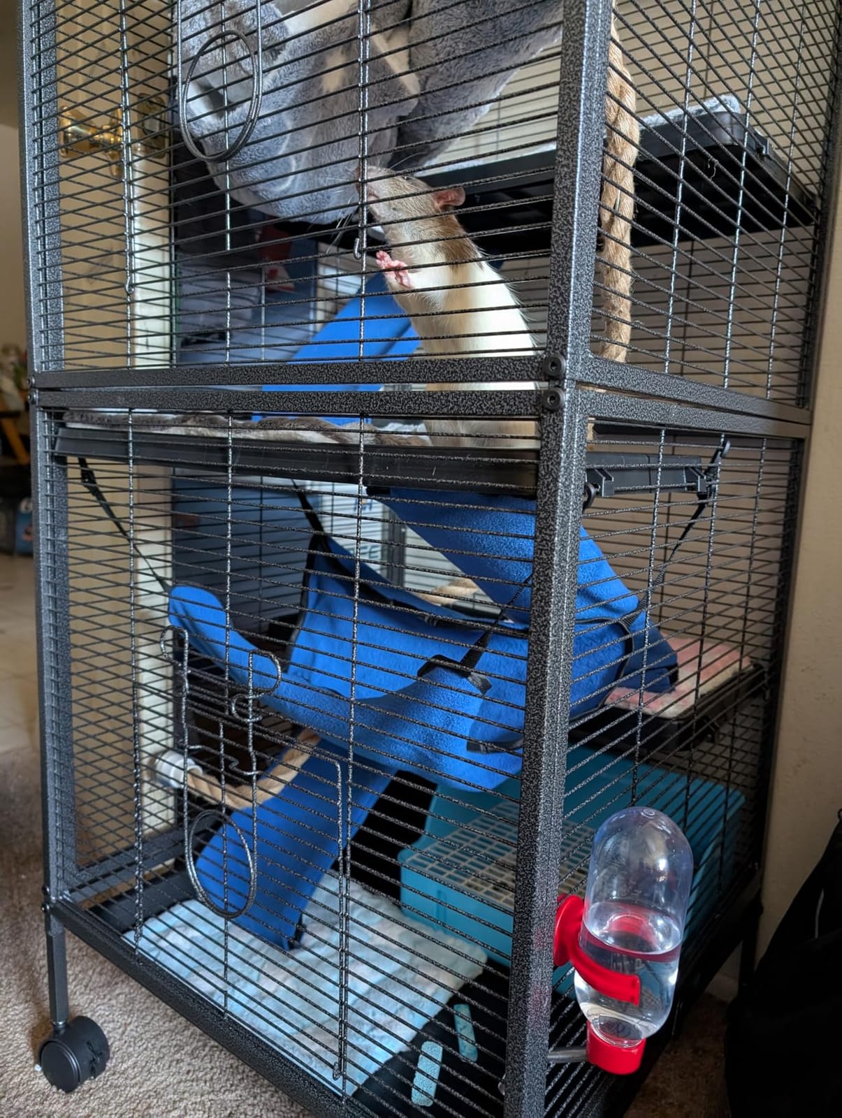 HABUTWAY 50''H Metal Small Animal Cages, Rolling Chinchilla Cage with Removable Ramps, Lagre Cage for Chinchillas/Guinea Pigs/Rabbit, Ferret Cages with Hammock & 5 Tiers, Black customer photo 1