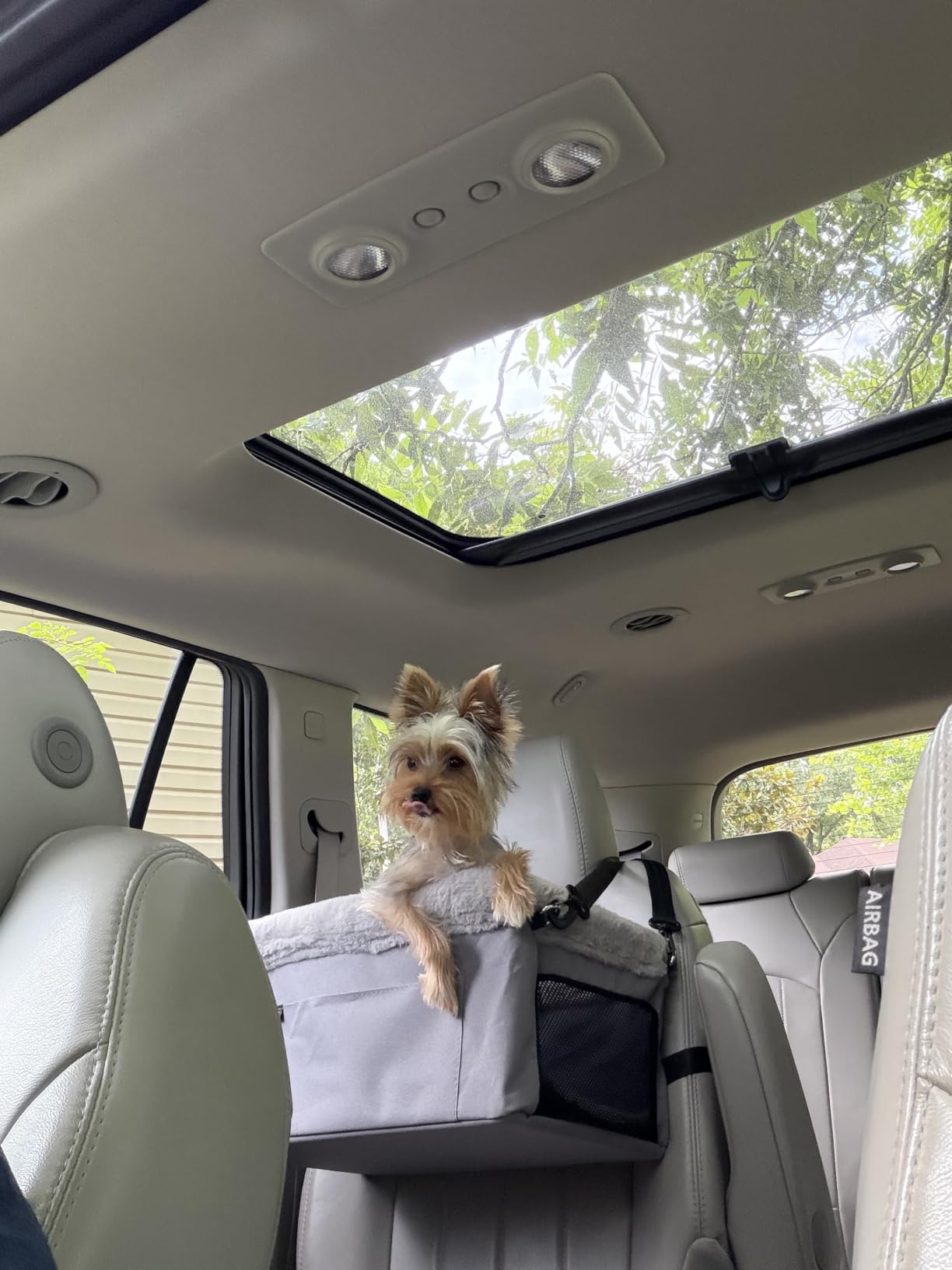 JOEJOY Deluxe Dog Booster Seat with Sturdy Metal Frame and Safety Leash for Small Pets up to 20 lbs - Portable Puppy Dog Car Seat with Thick Cushion and Storage Pockets for Small Dogs, Grey customer photo 1