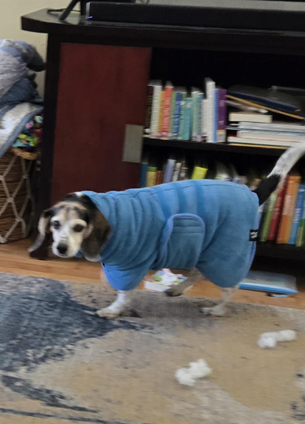 Tuff Pupper Fast Drying Dog Bath Robe | 800 GSM Plush Dog Towel Bathrobe/Dressing Gown | Super Absorbent Pet/Puppy Bathrobe | Adjustable Hood & Belly Strap | Super Soft | Fast Drying (XL, Blue) customer photo 1