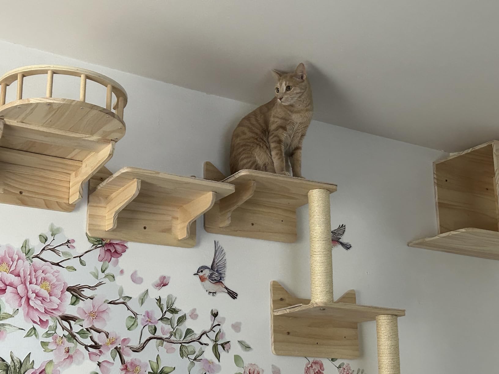 NOVGOBHOT Cat Wall Shelves for Large Cats – 9-Piece Wooden Wall-Mounted Cat Shelves Set, Kitty Climbing System with Perches, Scratching Post & Condo House customer photo 1