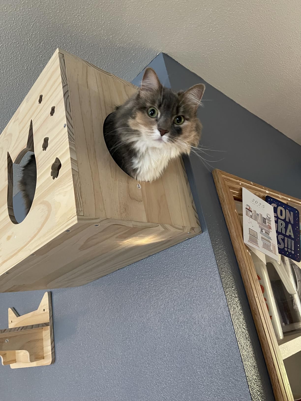 NOVGOBHOT Cat Wall Shelves for Large Cats – 9-Piece Wooden Wall-Mounted Cat Shelves Set, Kitty Climbing System with Perches, Scratching Post & Condo House customer photo 2