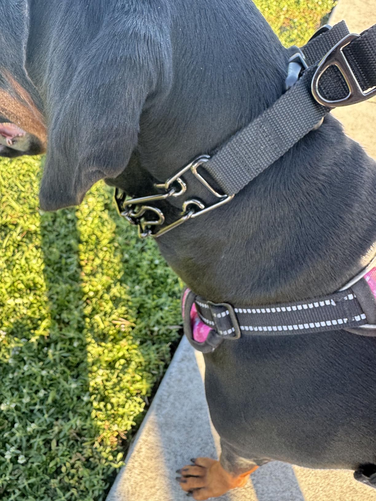 PetJett Prong Collar for Dogs - Choke Collar for Dogs, Pinch Collar for Dog Adjustable No Pull Dog Collar - Training Collar for Small Medium Large Dog Safety Durable Stainless Steel Metal Choker Chain customer photo 2