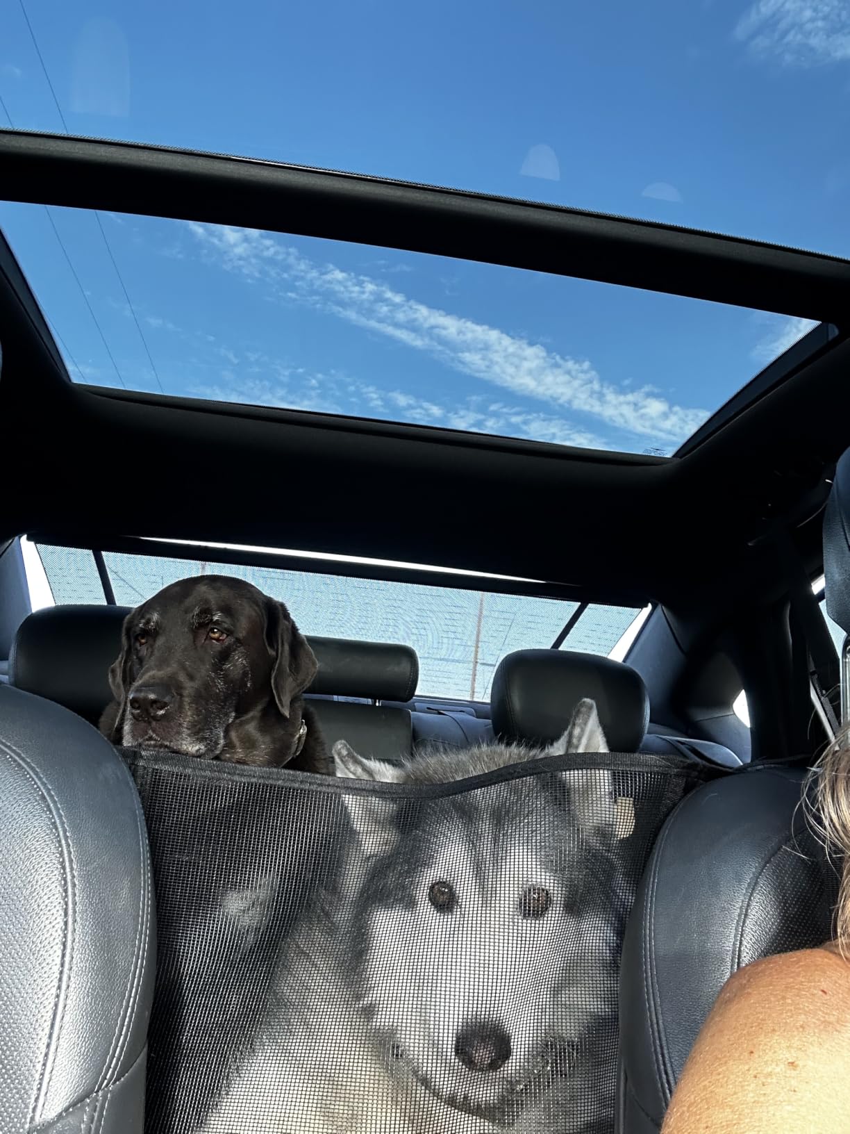 SHARLOVY Back Seat Extender for Dogs, Heavy Duty Dog Car Seat Cover for Back Seat and Aggressive Chewer, Large Hard Bottom Seat Cover for Dogs, Dog Hammock for Car, Travel Pet Bed for Car, SUV, Truck customer photo 2