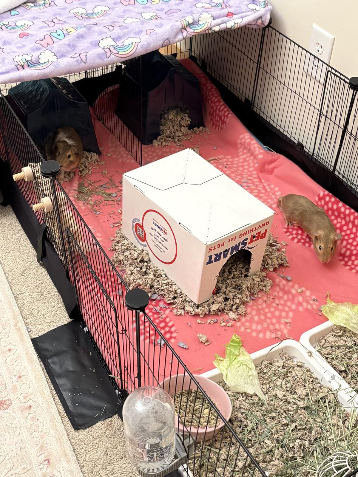 Xymoso DIY Guinea Pig Cages with Waterproof Canvas Bottom,16 Panels Small Animal Cage Pet Playpen with Door for Bunny Turtle Hedgehog,Indoor Metal Wire Yard Fence Outdoor customer photo 2