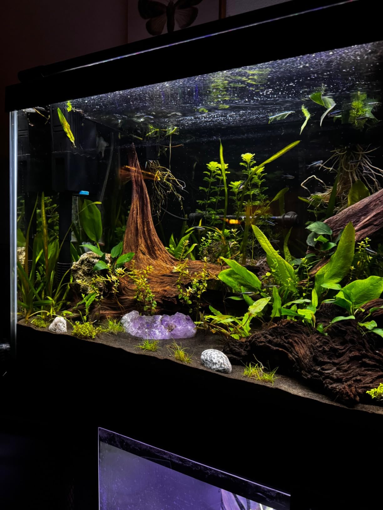 NICREW Aquarium Heater 300W with Adjustable Temp Controller, 50-80 Gallon customer photo 2