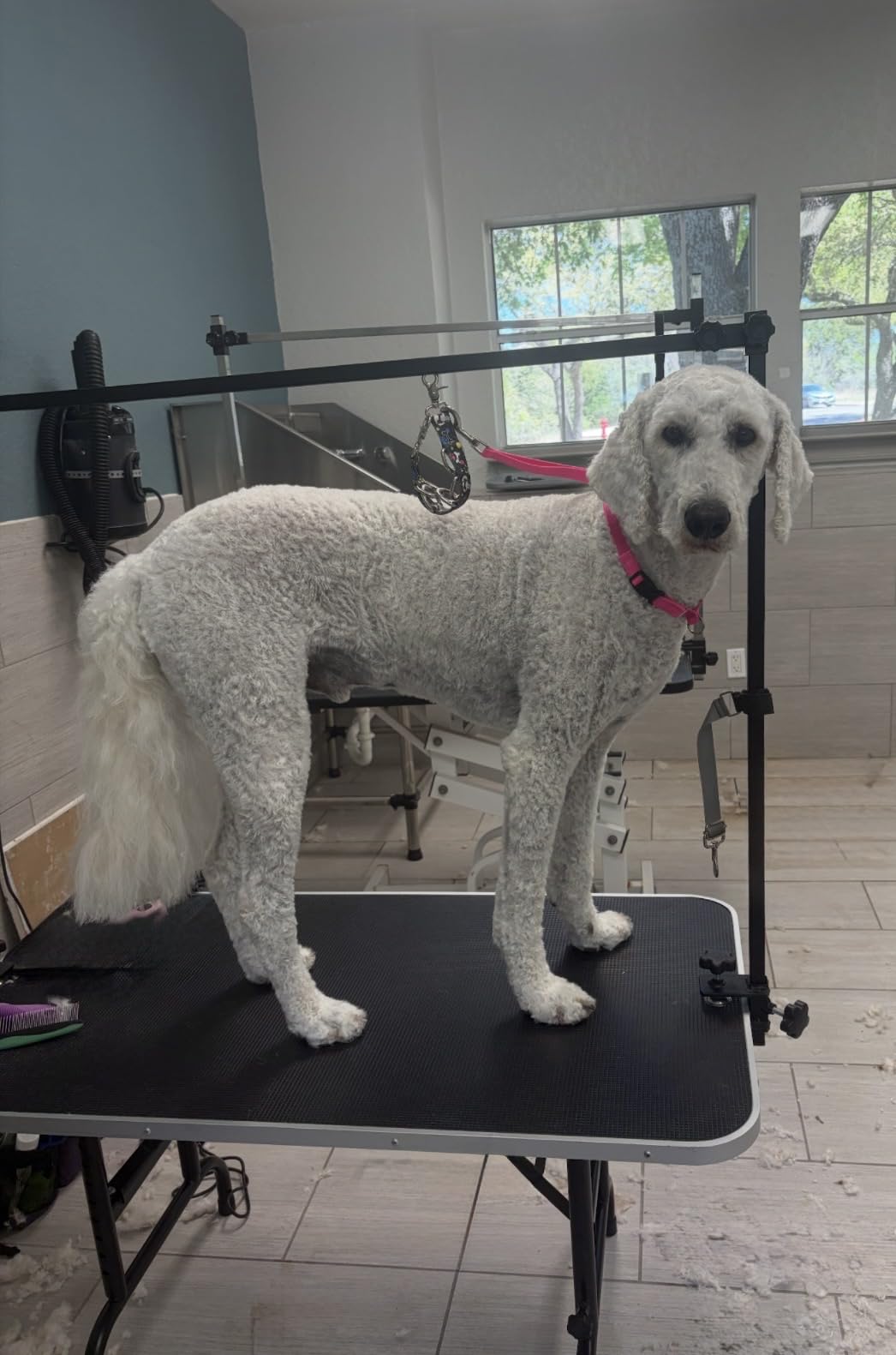 LEIBOU 45'' Height Adjustable(23''~33.8'') and Foldable Pet Dog Grooming Table Heavy Duty Iron Frame with H-Shape Grooming Arm & Noose, Maximum Capacity Up to 260lbs, Black customer photo 1