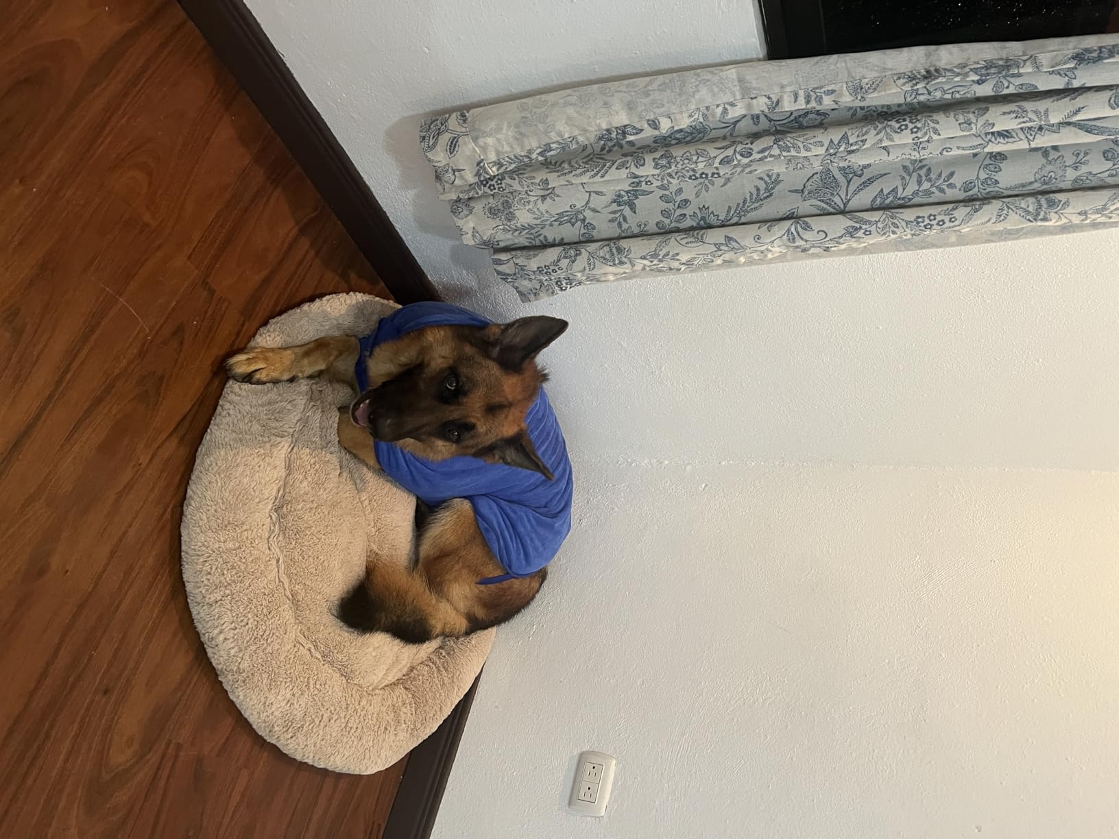 Geyecete Dog Drying Coat with Hood for After Bath Bathrobe Towel Dog Drying Coat for Wet Walking in Rain/Snow-Dry Fast Dog Bag-Pineapple Grid Fast Drying-Red-M customer photo 2