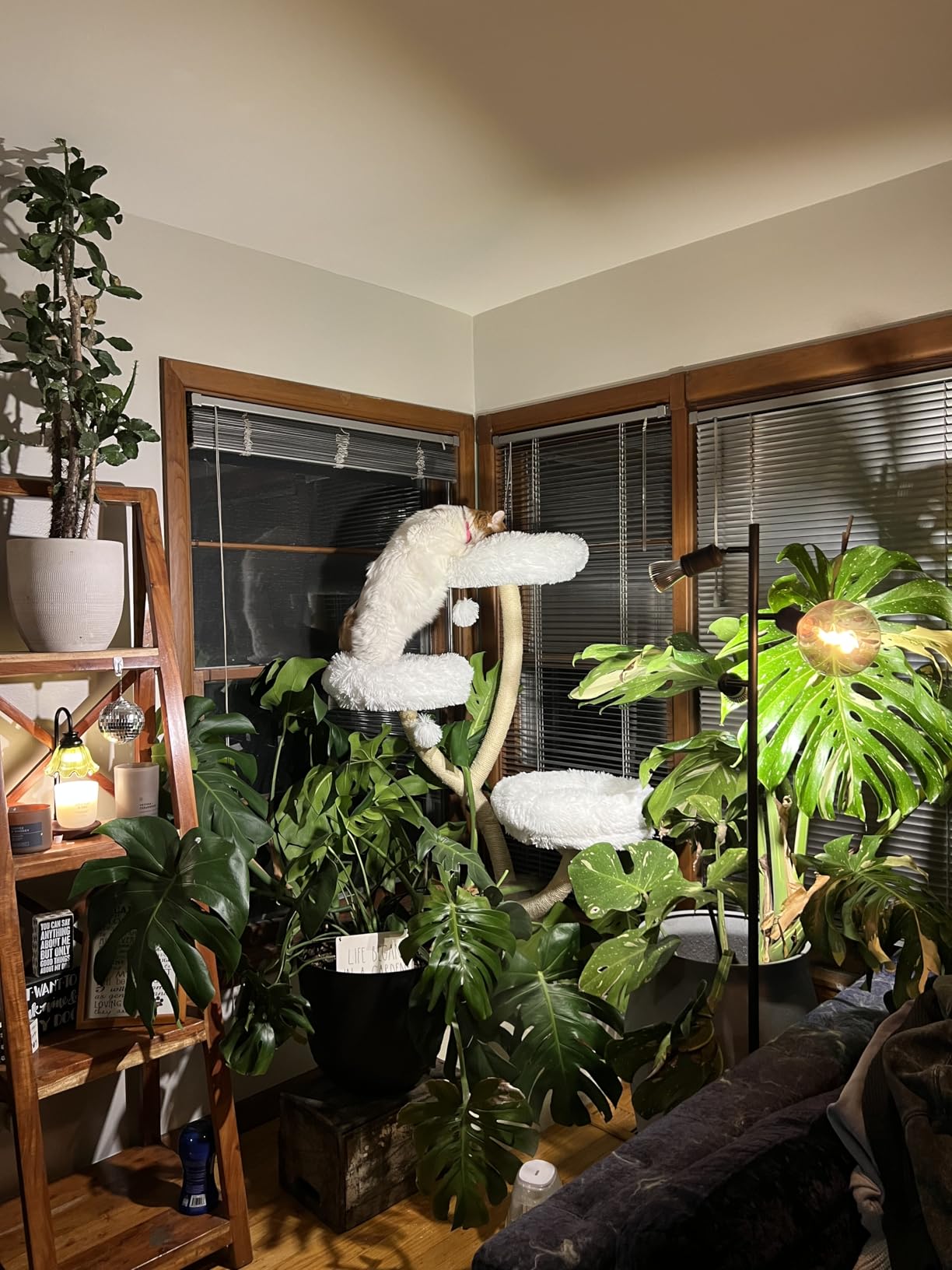 PETSITE 70