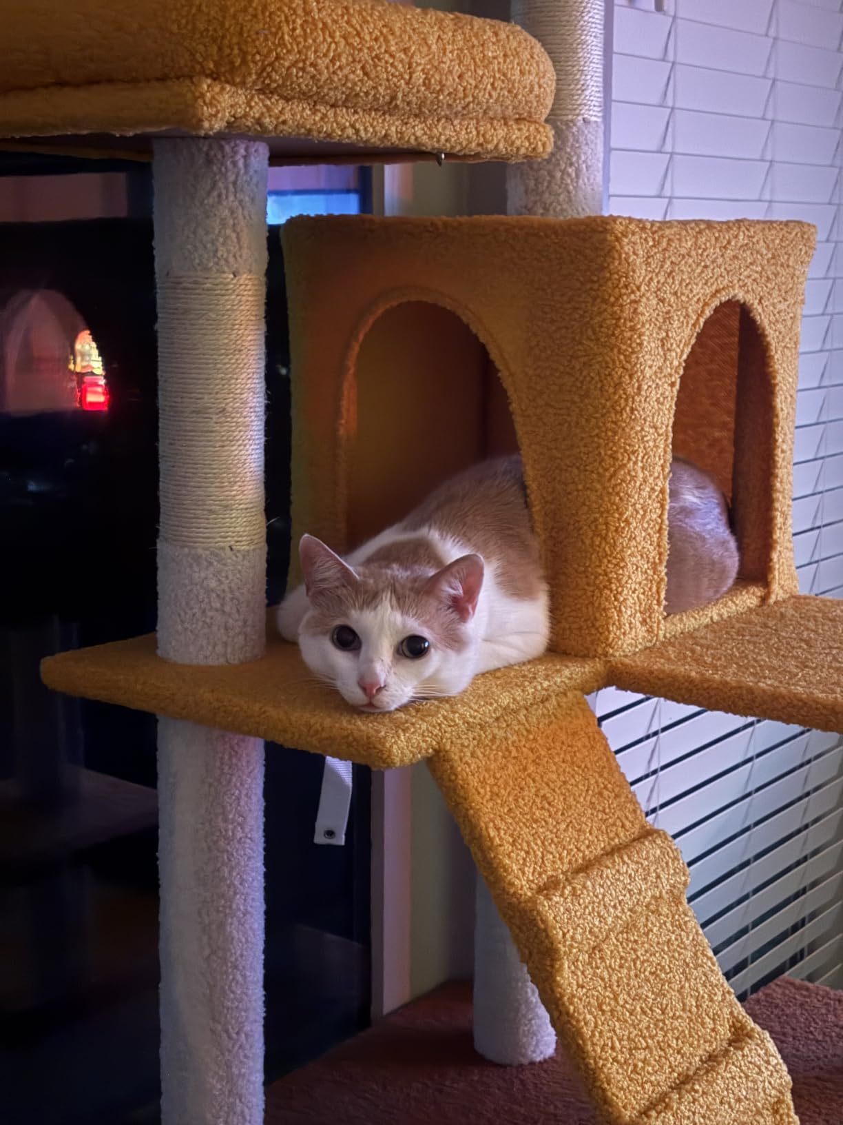 MWPO 63.8 Inches Green Cat Tree for Indoor Cats, Multi-Level Cat Tower with Sisal-Covered Scratching Posts, Padded Platform, Hammock, Dangling Toys, Stable Cat Condo Pet Play House customer photo 1