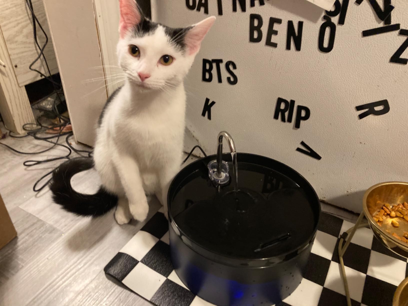 Cat Water Fountain: 108oz/3.2L Cat Fountain Super Silent Pet Drinking Dispenser - Water Fountains for Kitty Indoor - Quiet Pump and Faucet Design - Suitable for Cats and Dogs - BEMOONY customer photo 1