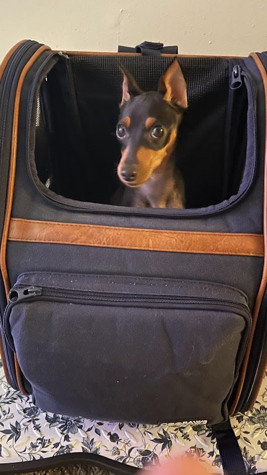 Jespet Pet Backpack Carrier for Small Dog, Soft Car Bed Ideal for Traveling customer photo 1
