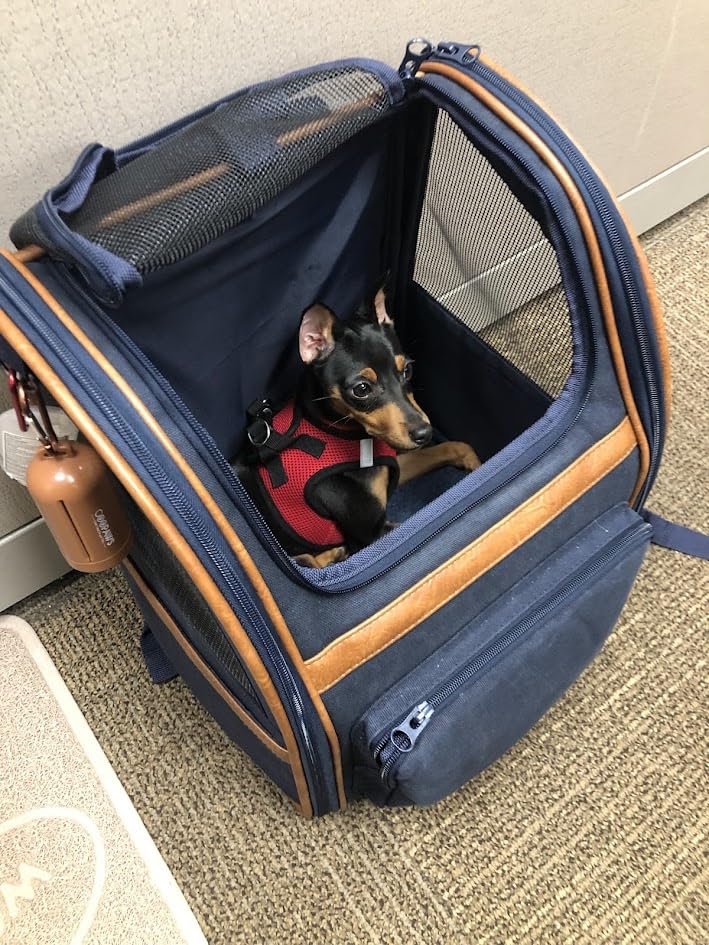 Jespet Pet Backpack Carrier for Small Dog, Soft Car Bed Ideal for Traveling customer photo 2