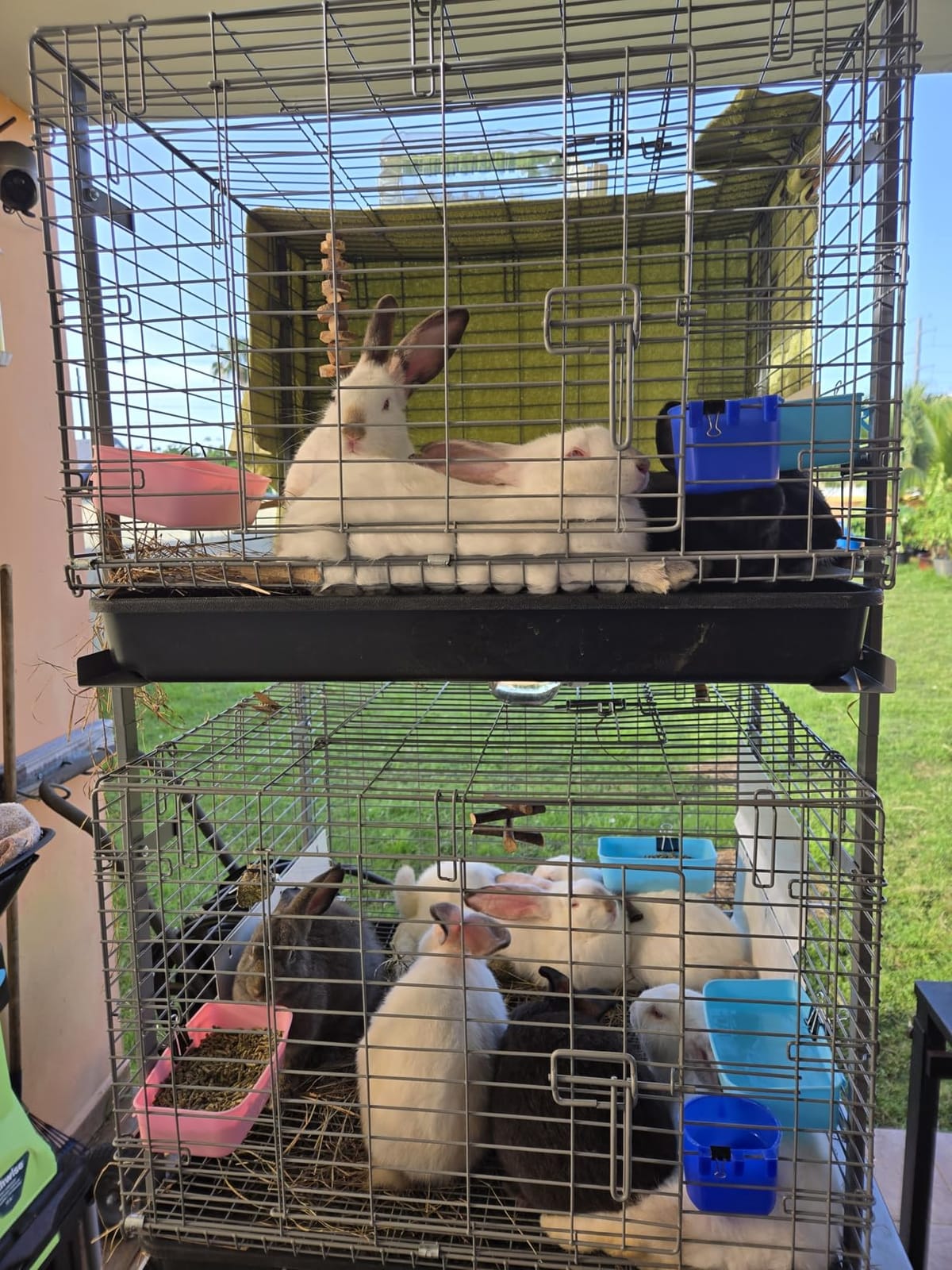 HOMESTEAD Rabbit Cage with Pull-Out Tray – 24 Inch Bunny Cage, Metal Rabbit Breeding Cage, Dual Access Doors, Waterproof Bottom & Urine Guard customer photo 2