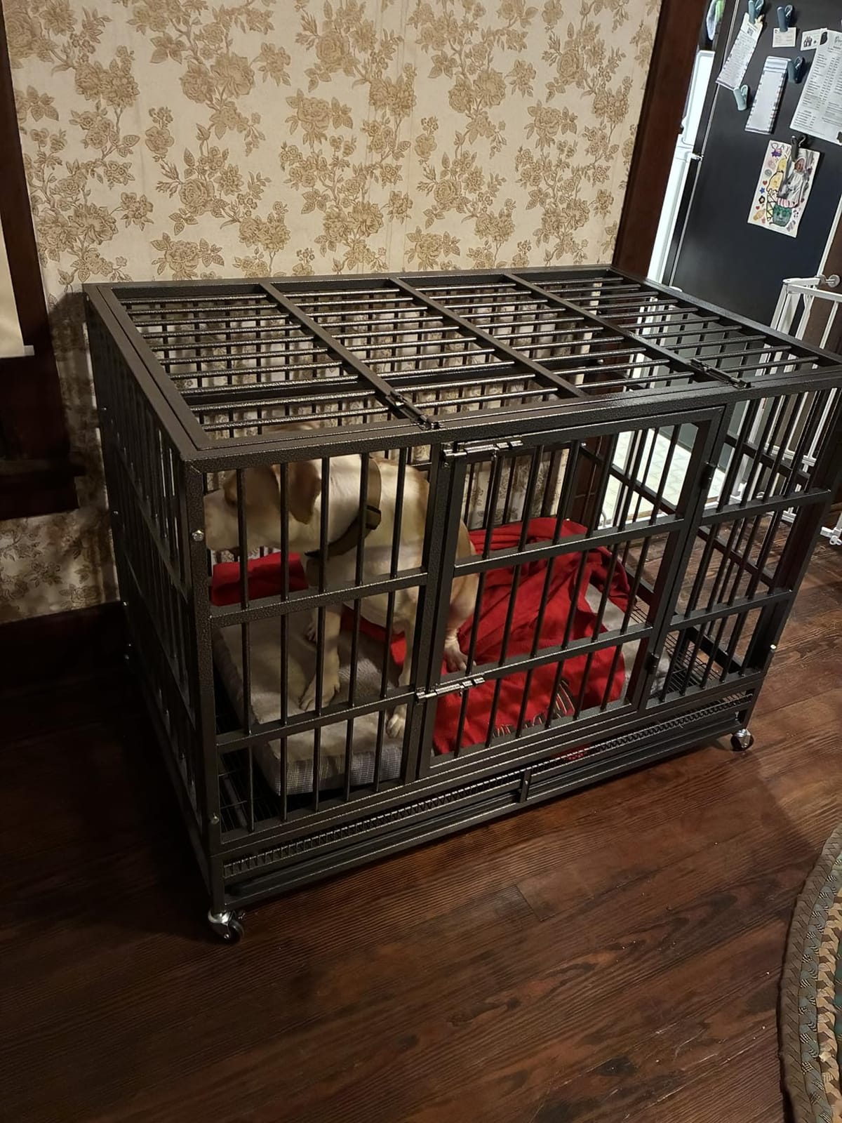 KOKOTANGS 48 Inch Heavy Duty Dog Crate Cage with Wheels, Indestructible and Escape Proof Steel Kennel Indoor for High Anxiety Dogs with Sturdy Locks, Double Door and Tray, Extra Large XL XXL, Black customer photo 1