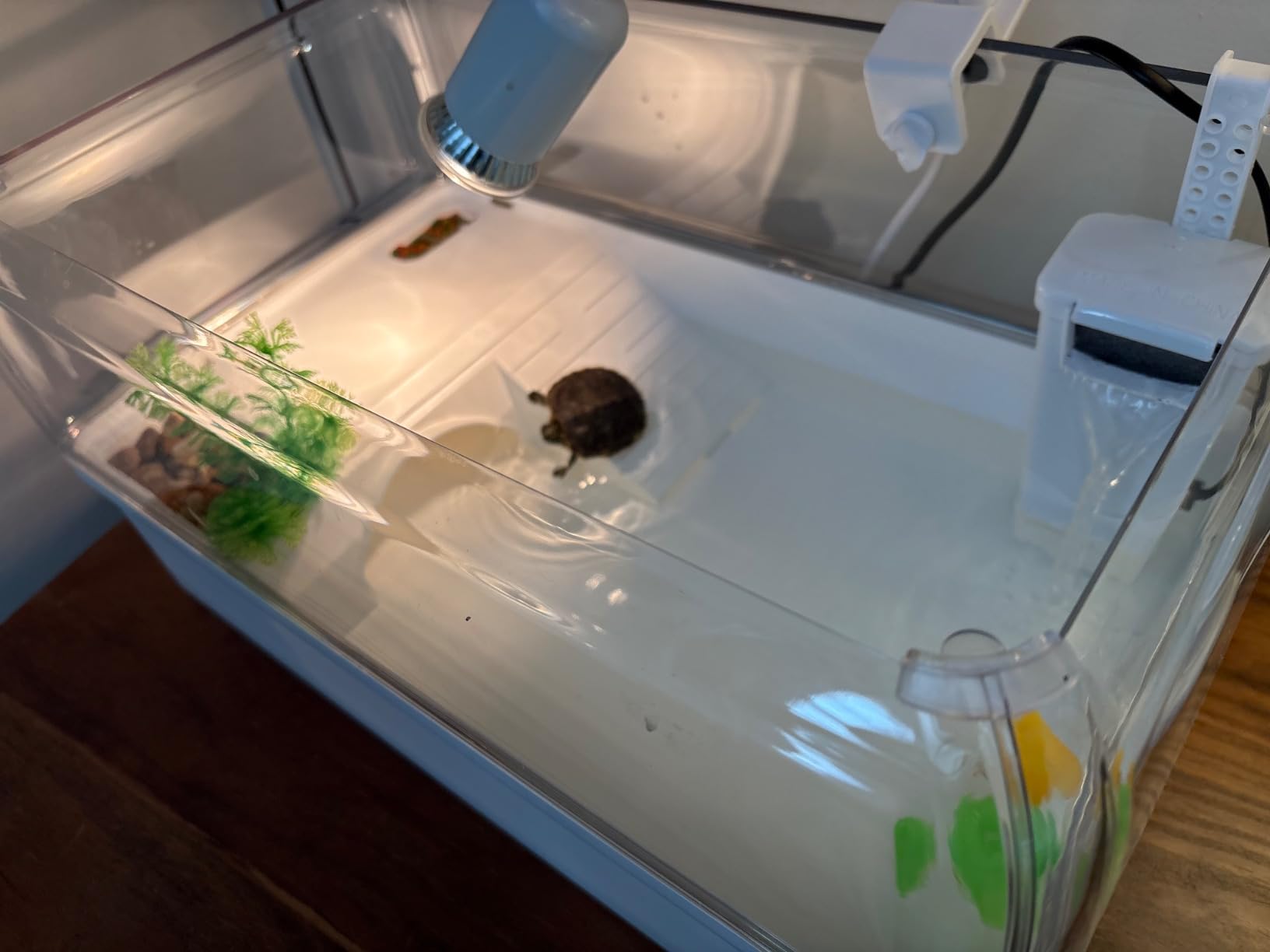 Turtle Tank Starter Kit for Baby Turtles,6.57 Gallon Small Green customer photo 1