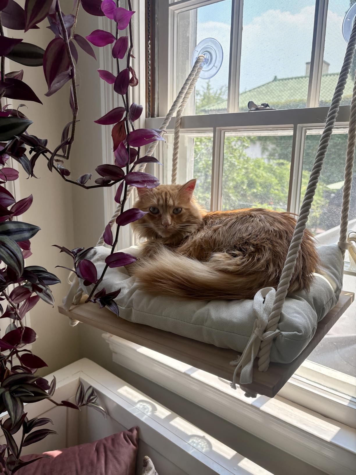Cat Window Perch with Industrial-Grade Suction Cups - Solid Pine Wood Hammock Bed, Soft Cushion - 42 lb Capacity for Cats Inside customer photo 1