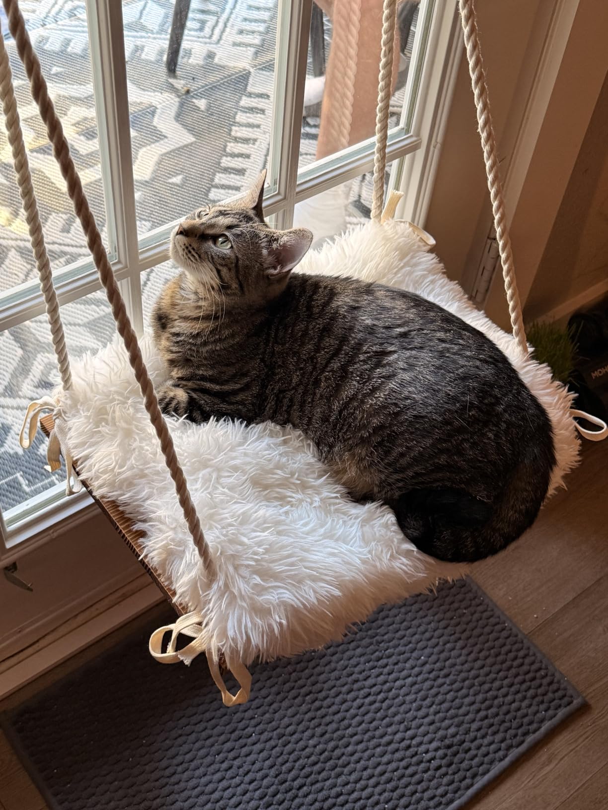 Cat Window Perch with Industrial-Grade Suction Cups - Solid Pine Wood Hammock Bed, Soft Cushion - 42 lb Capacity for Cats Inside customer photo 2