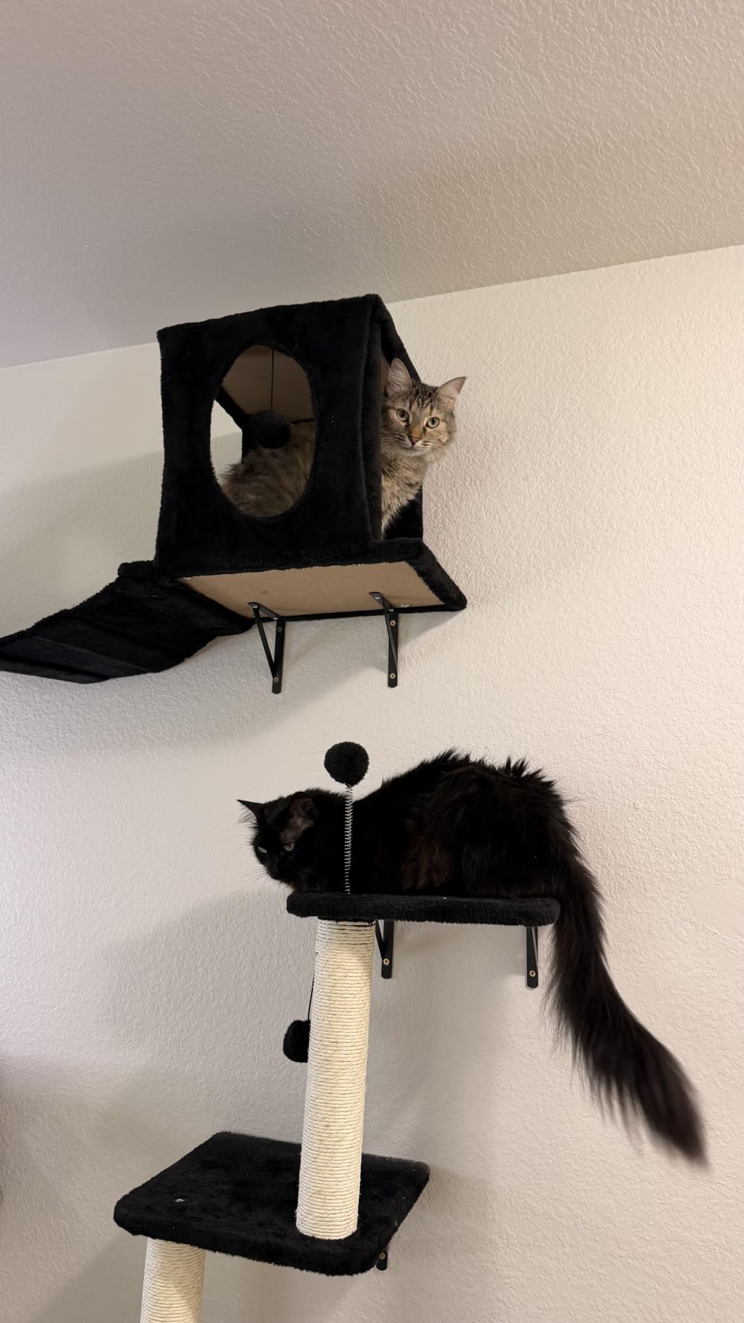 7-in-1 Cat Wall Shelves, Wall Mounted Climber Set customer photo 2
