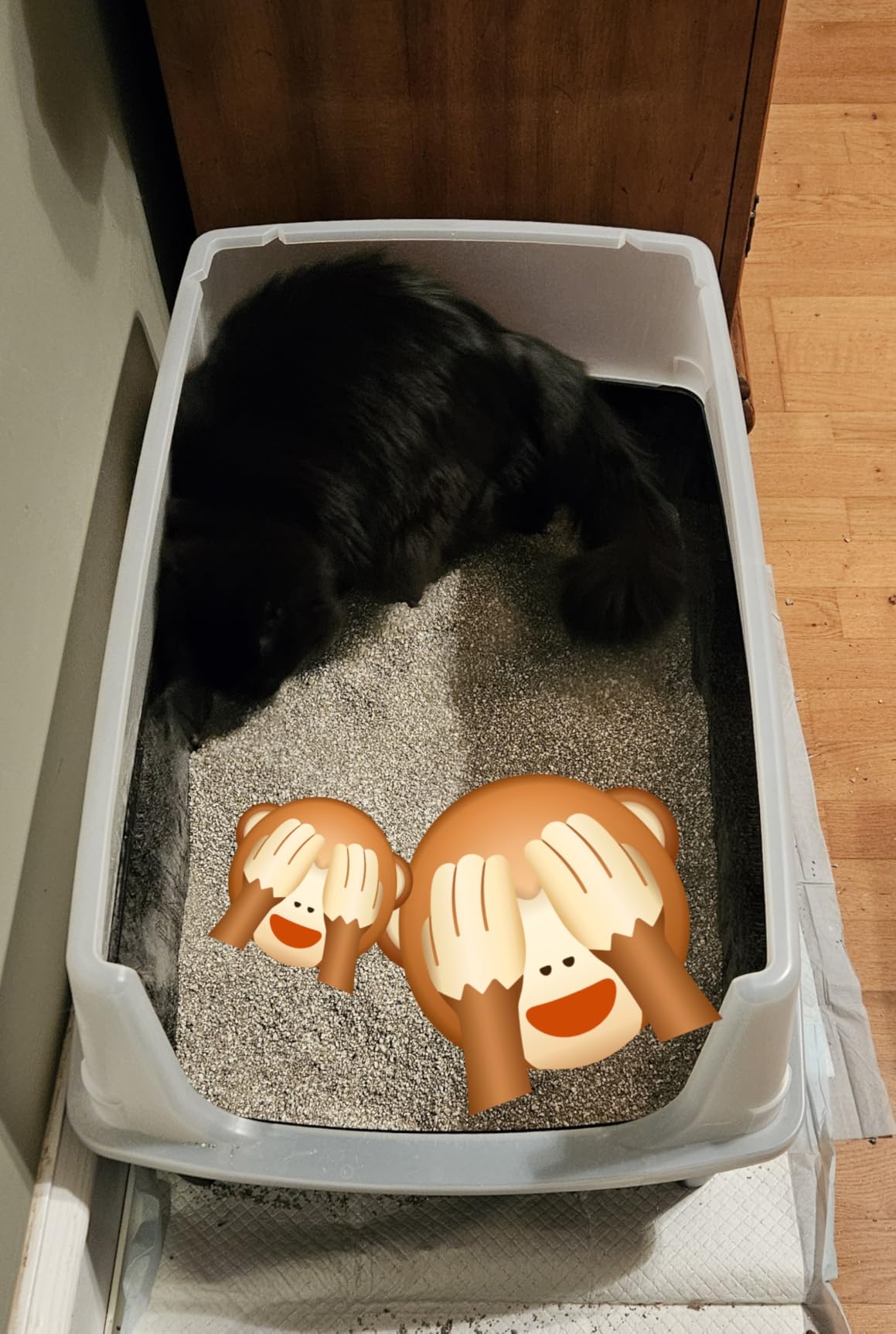 IRIS USA XX-Large High Sided Cat Litter Box, Scatter Shield, Black customer photo 2