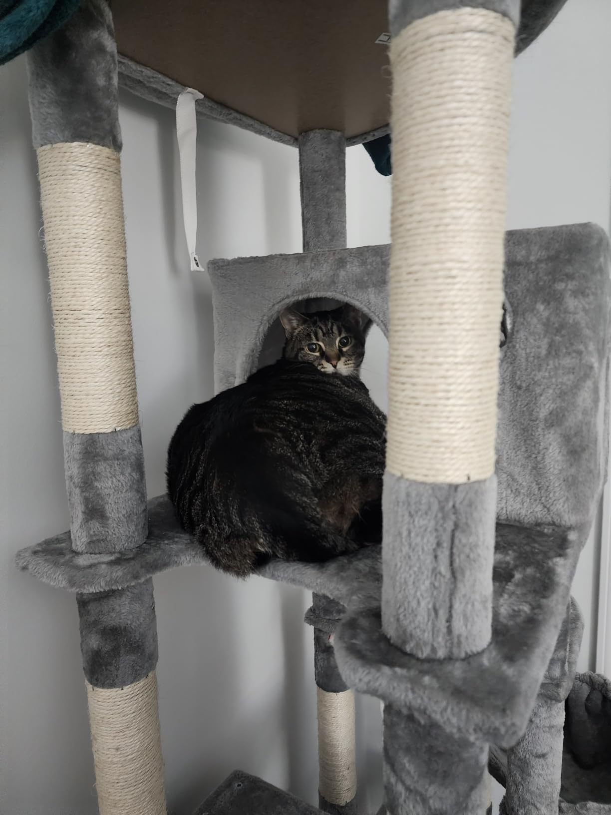 Globlazer Giant Cat Tree for Indoor Large Cats, 83in, F83, Dark Grey customer photo 2