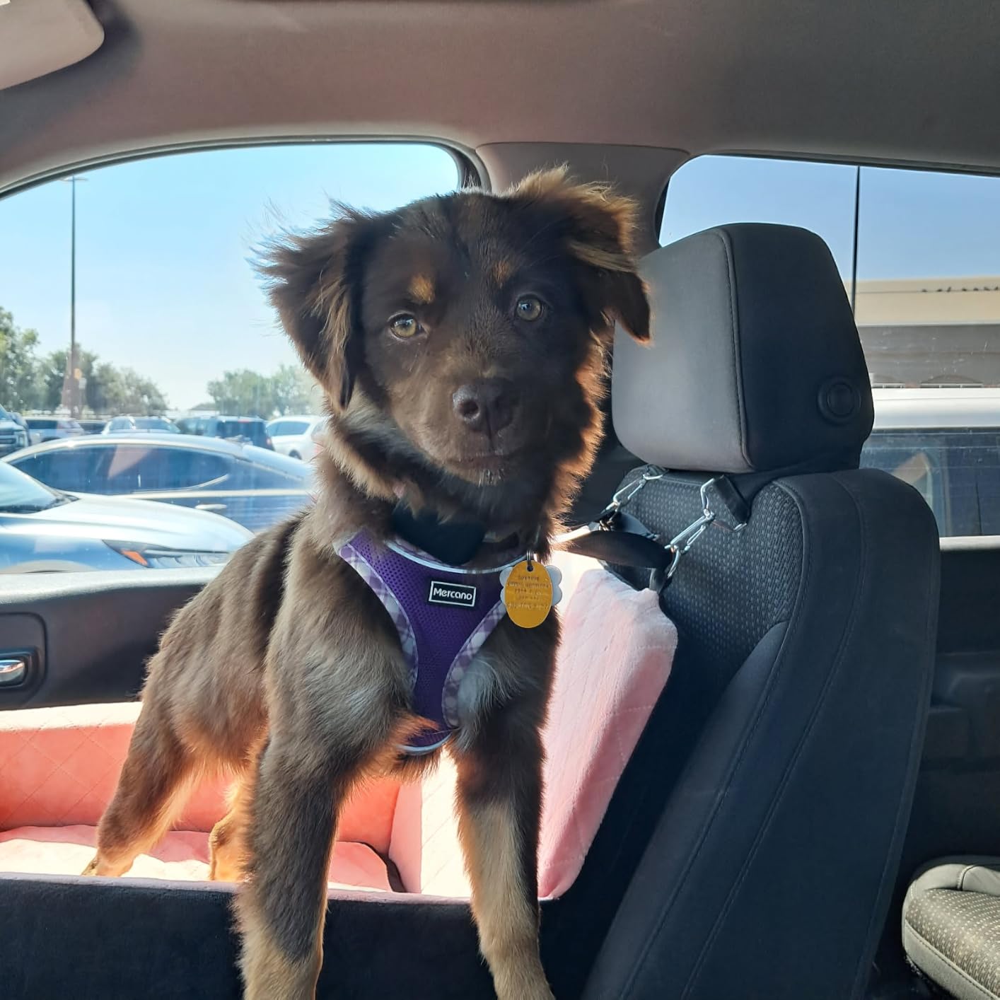 HEGGCOOE Small Dog Car Seat, Memory Foam Dog Booster Car Seats with Thick Cushion for Medium Dogs Under 35lbs, Detachable Washable Dog Bed for Car, Pet Carseat with Storage Pockets,2 Safety Belts customer photo 1