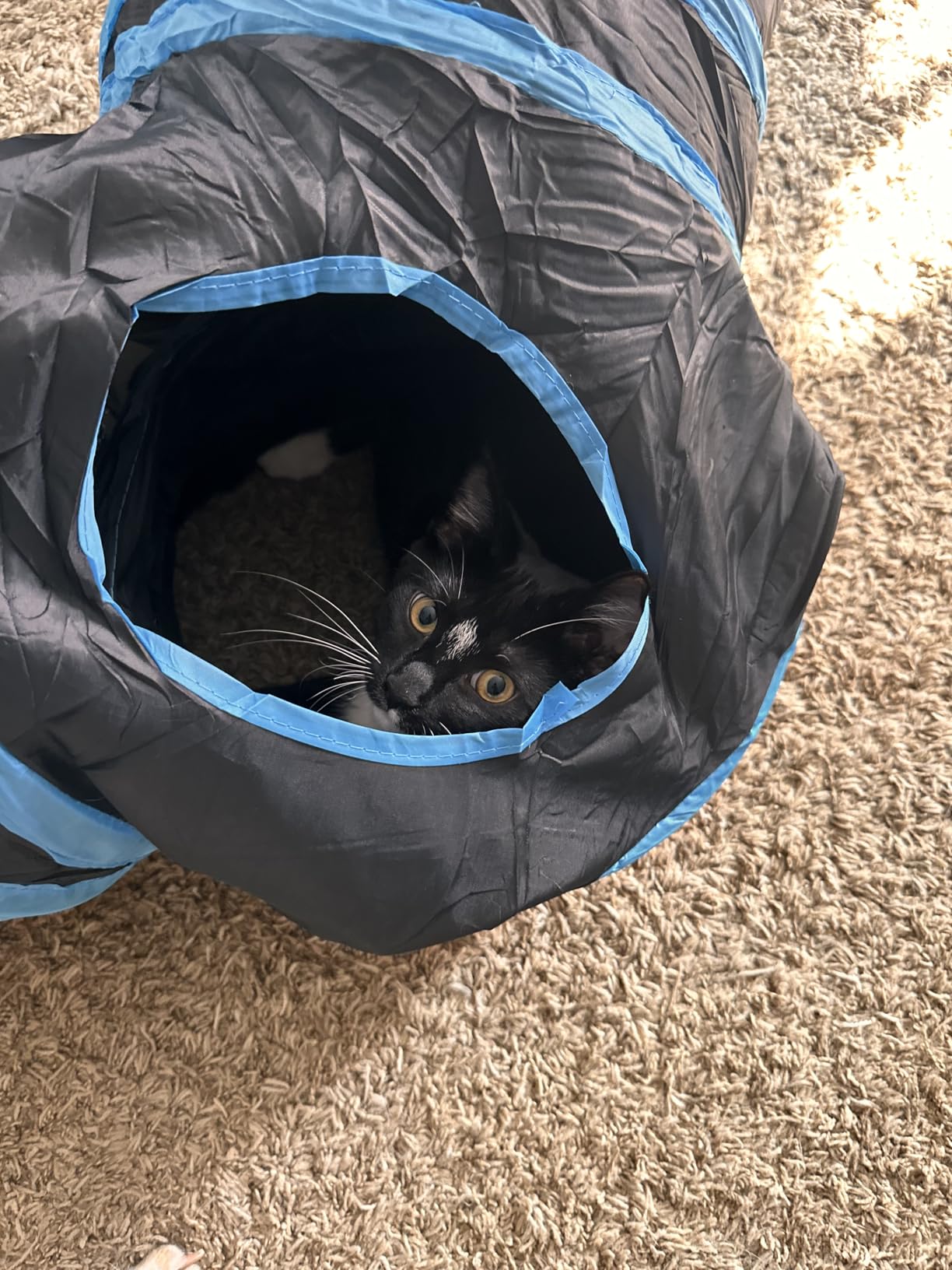 Love's cabin Cat Tunnel for Indoor Cats, 3-Way Collapsible Play Tunnel customer photo 2