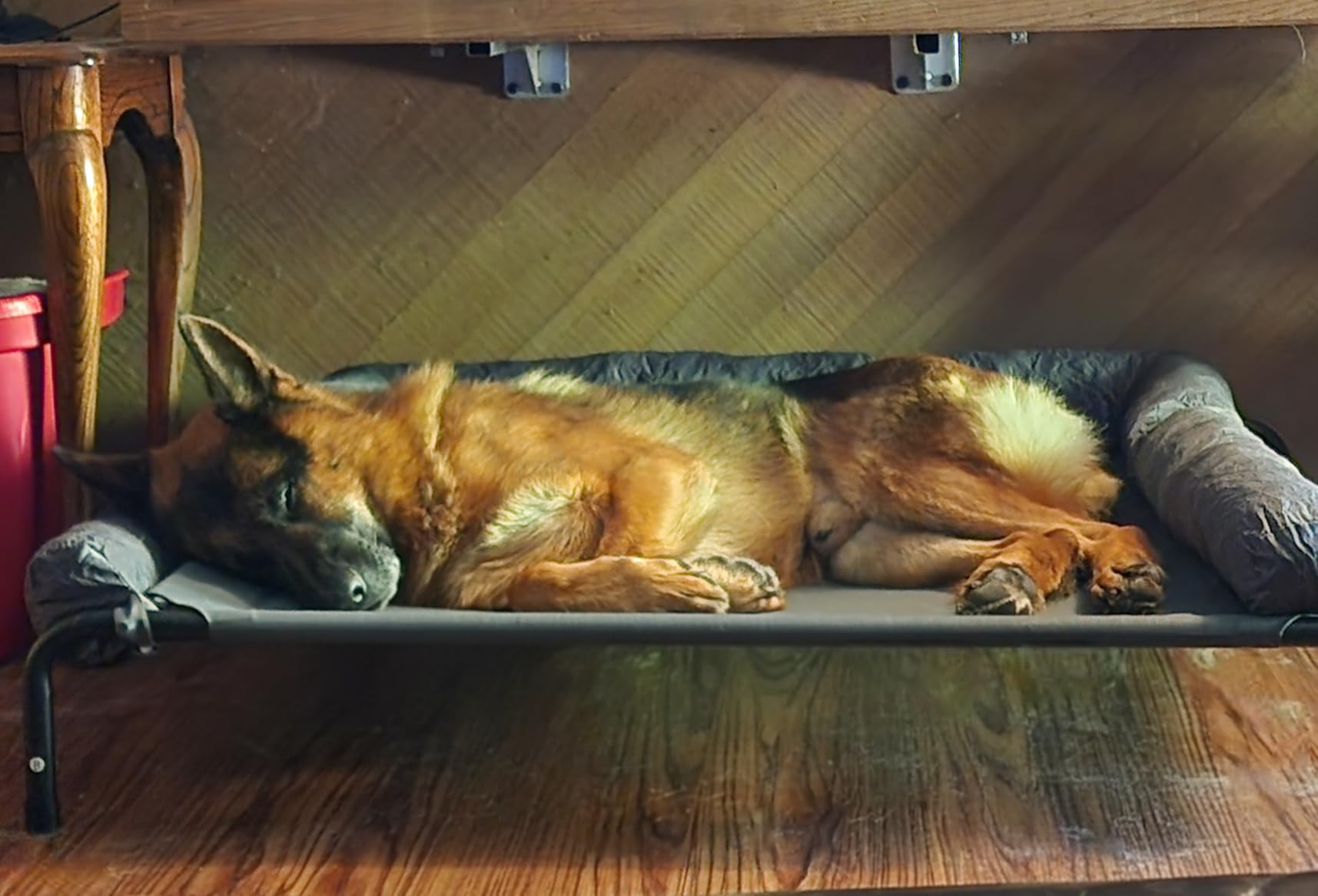 WESTERN HOME Cooling Elevated Dog Bed for Large Dogs,Outdoor Raised Dog Bed customer photo 1