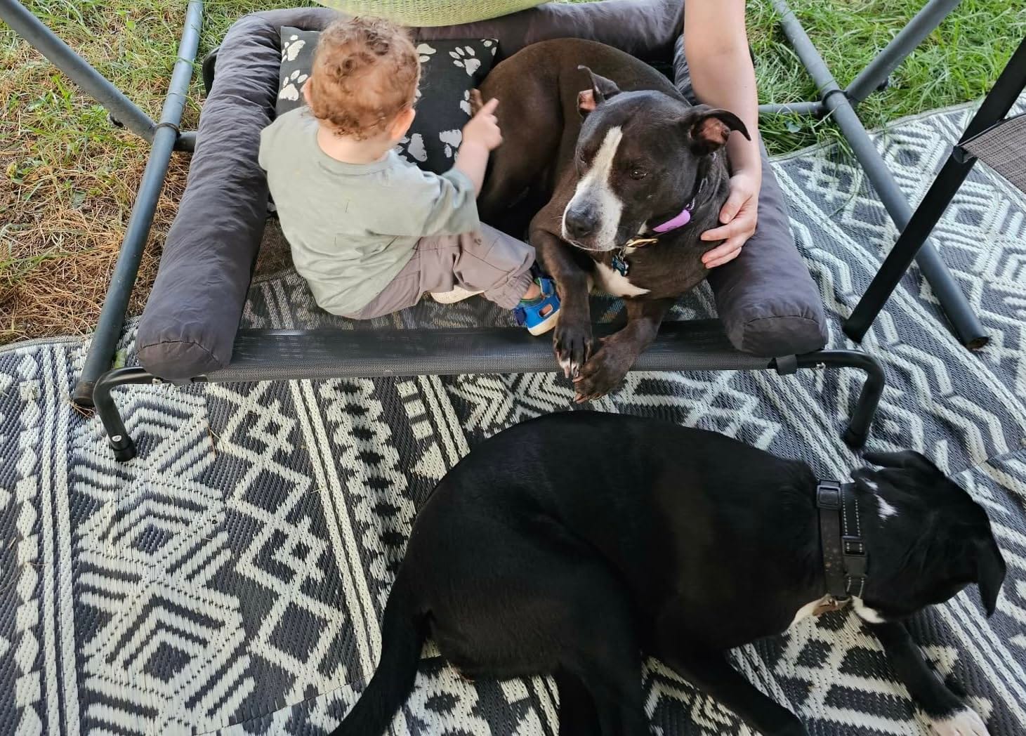 WESTERN HOME Cooling Elevated Dog Bed for Large Dogs,Outdoor Raised Dog Bed customer photo 2