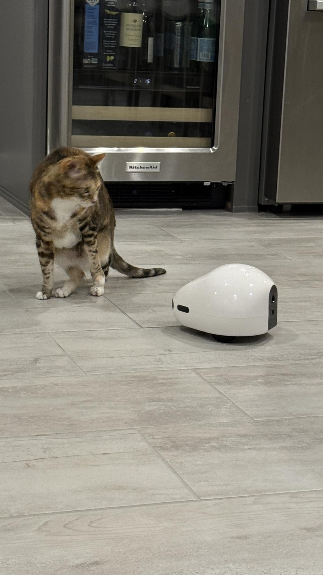 Pet Camera Robot with Treat Dispenser & Laser, Moving Cat Robot Camera for Dogs and Cats with Two-Way Audio, App Remote Control, Auto Recharge, 1080P Night Vision - BQ70 customer photo 1