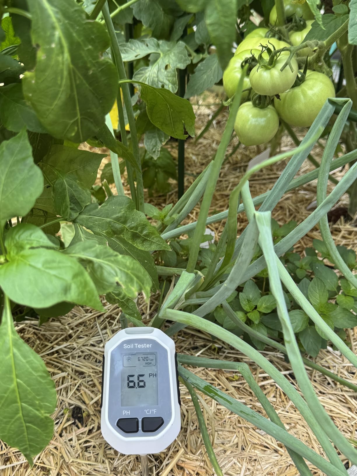 YAMRON 4-in-1 Soil Moisture Meter Digital Plant for Indoor & Outdoor Plants customer photo 1