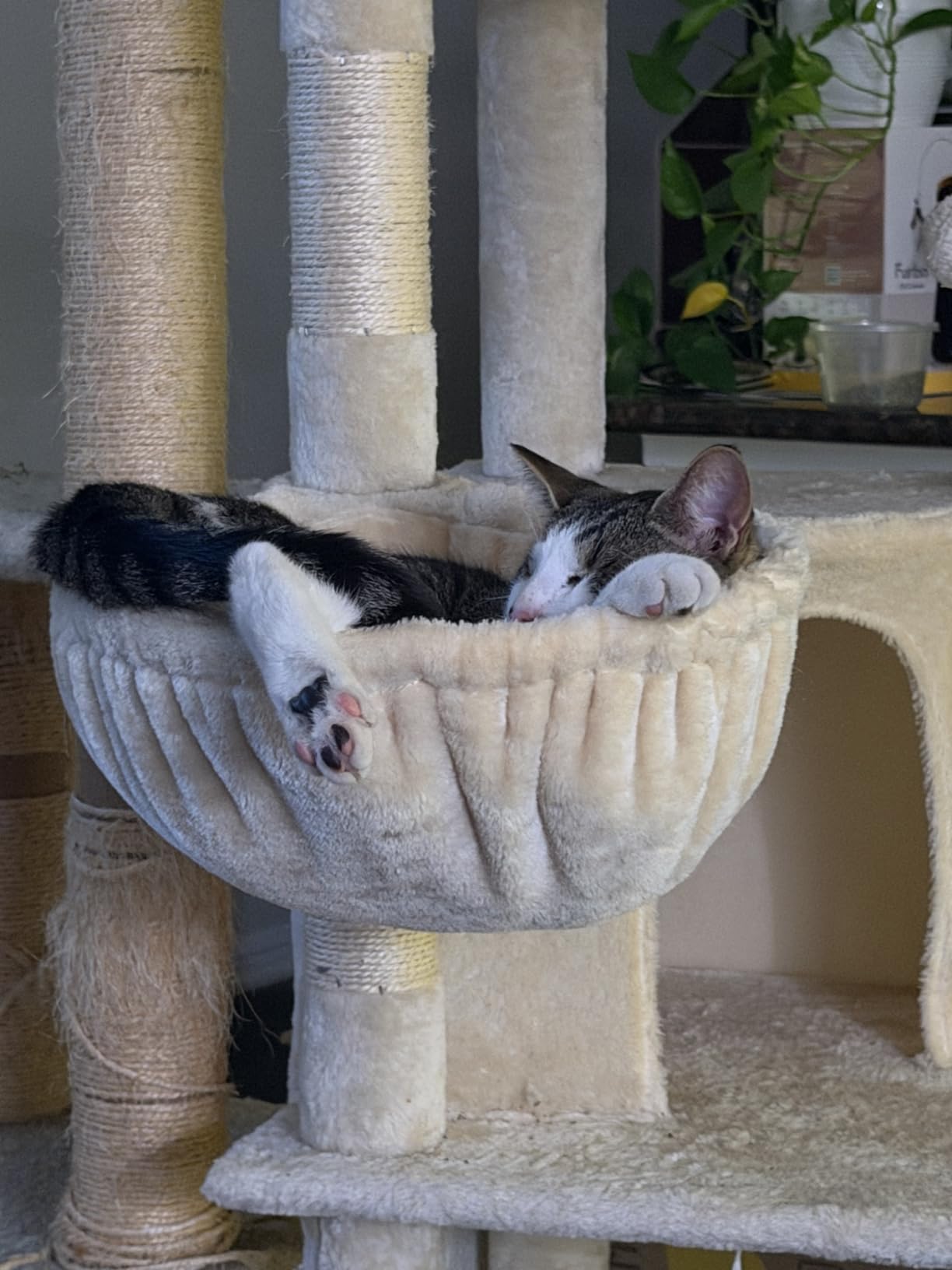 Globlazer Corner Stable Cat Tree Tower with Scratching Post, C51, Beige customer photo 2