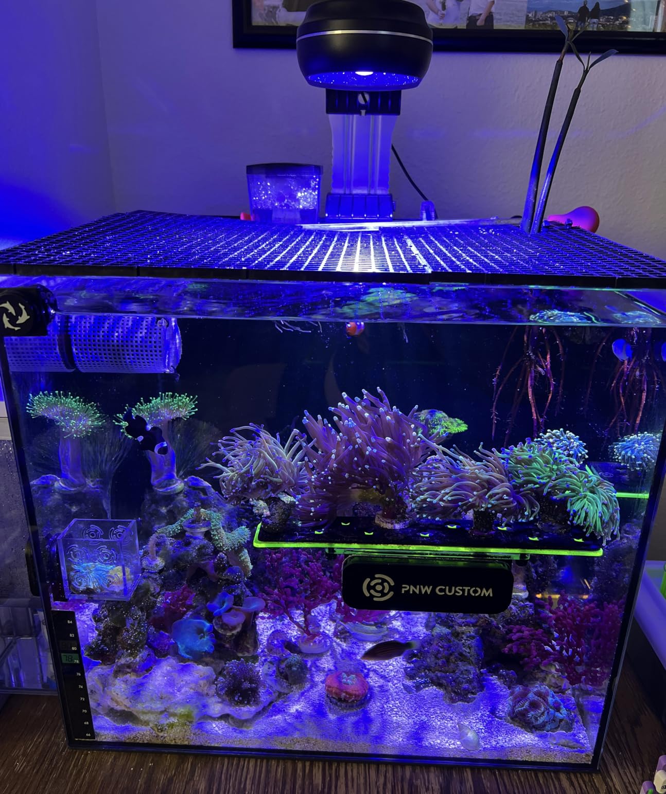 PopBloom RL60 WiFi Reef LED Light, 60W Full Spectrum Marine Reef LED Aquarium Lighting for Soft/LPS Corals & Saltwater Fish Nano Tanks, Built-in Timer, WiFi Phone Programmable, Sunrise Sunset customer photo 1