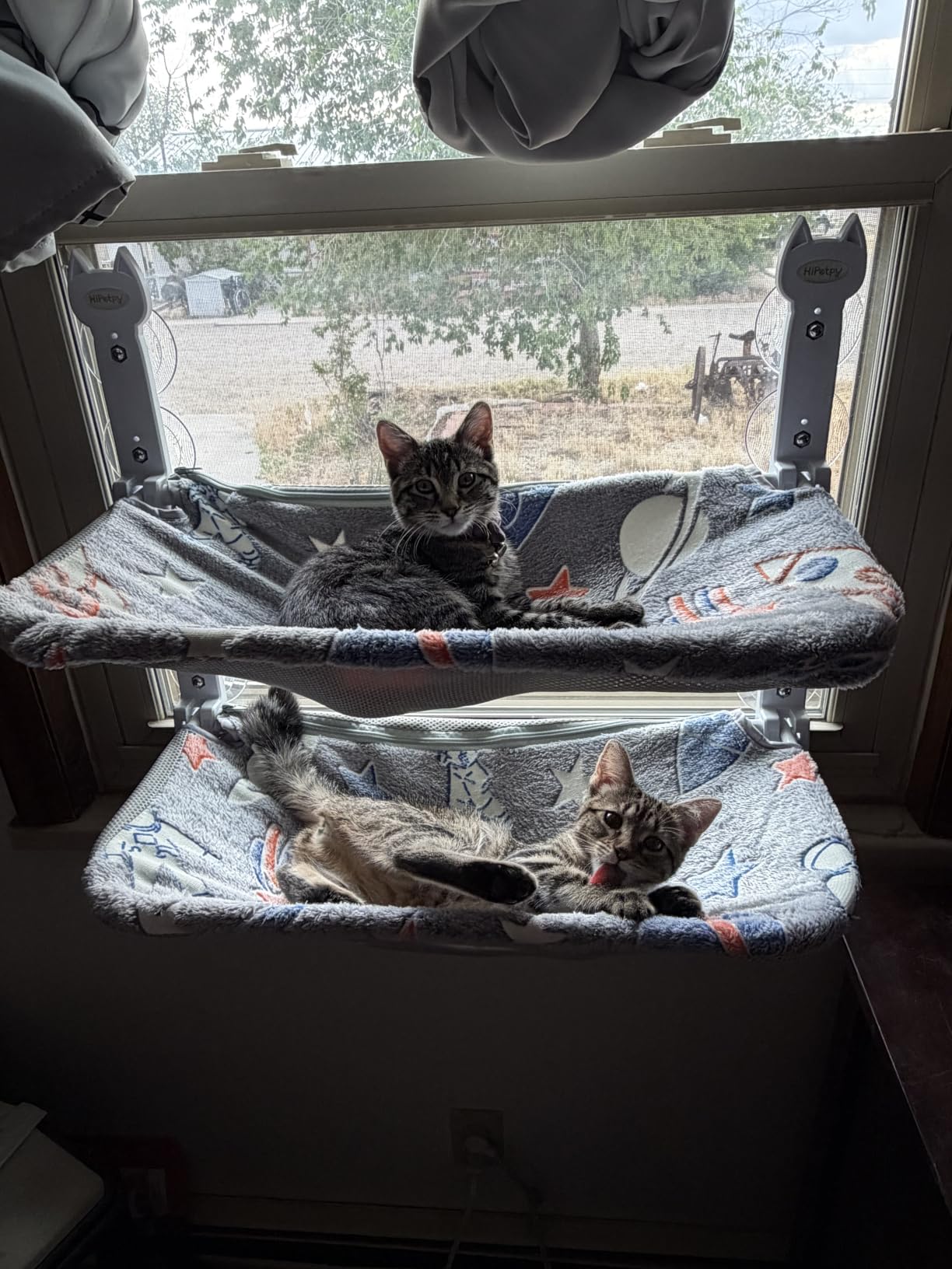 HiPetpy 2-Pack Large Cat Window Perch, Cordless Foldable Cat Hammock customer photo 1