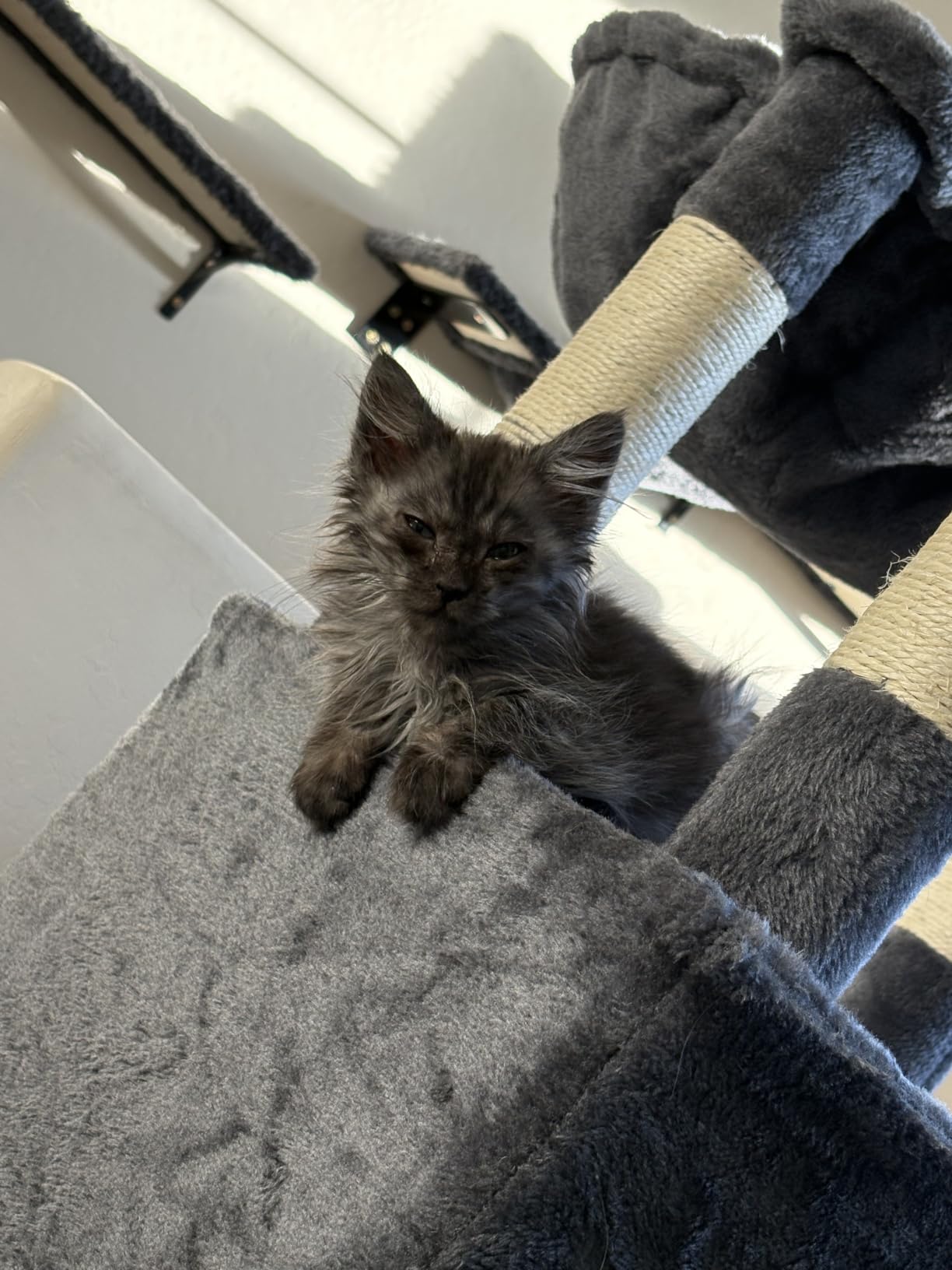 Gitelsnour Maine Coon Cat Tree, Heavy Duty Cat Tower for 20 lbs+, GCT033G customer photo 1